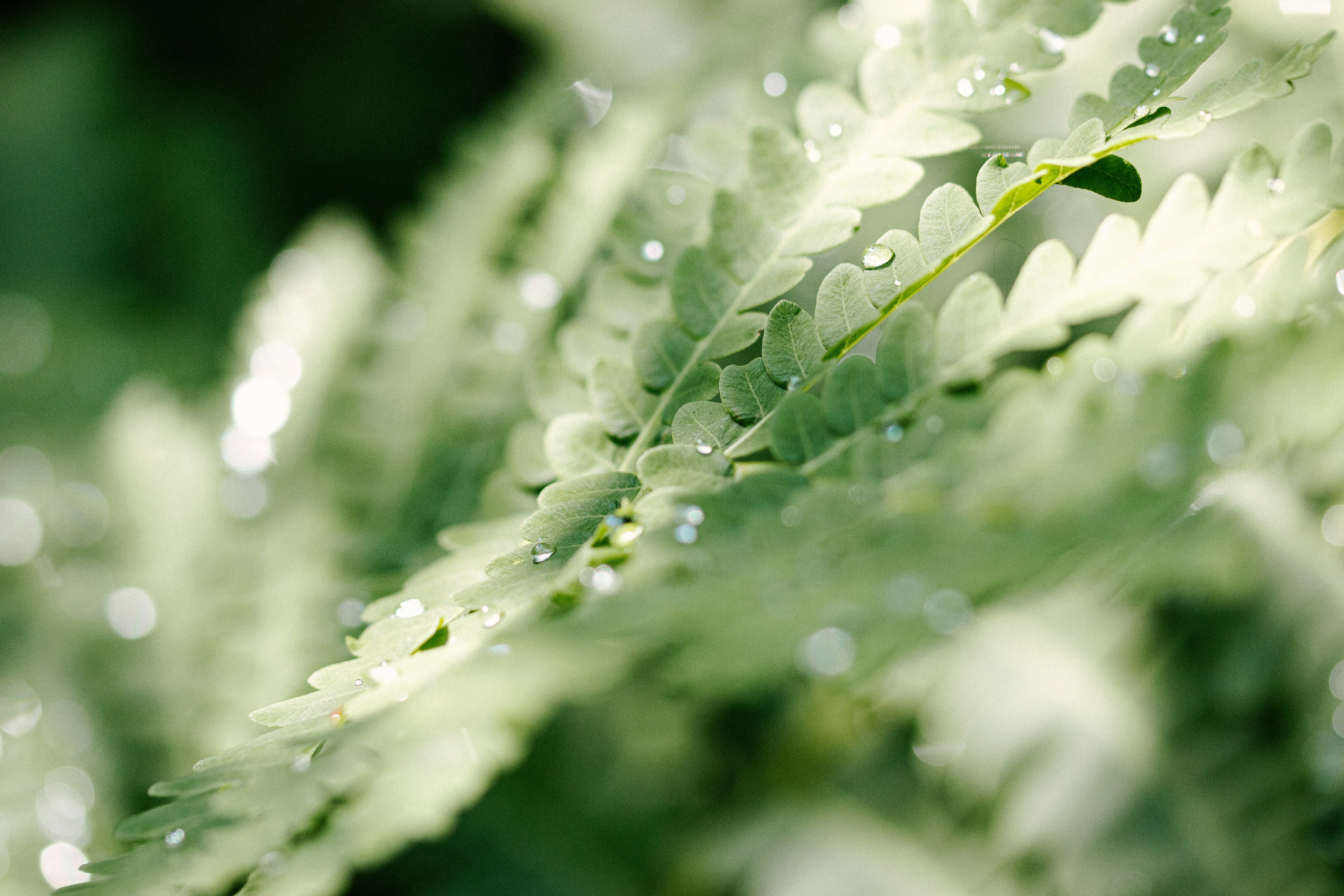 Photo by jessiemonday