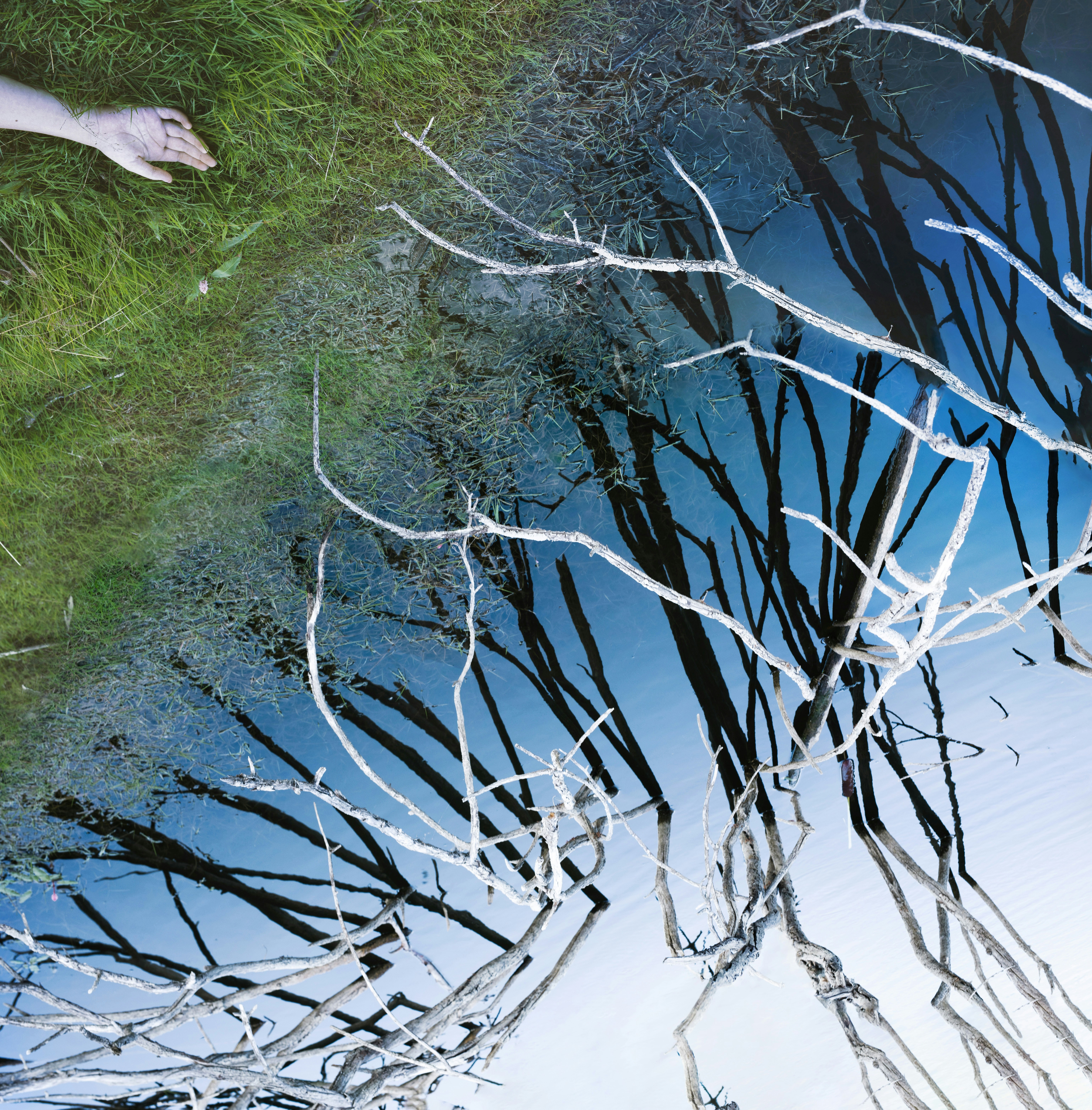 a reflection of a tree in a puddle of water