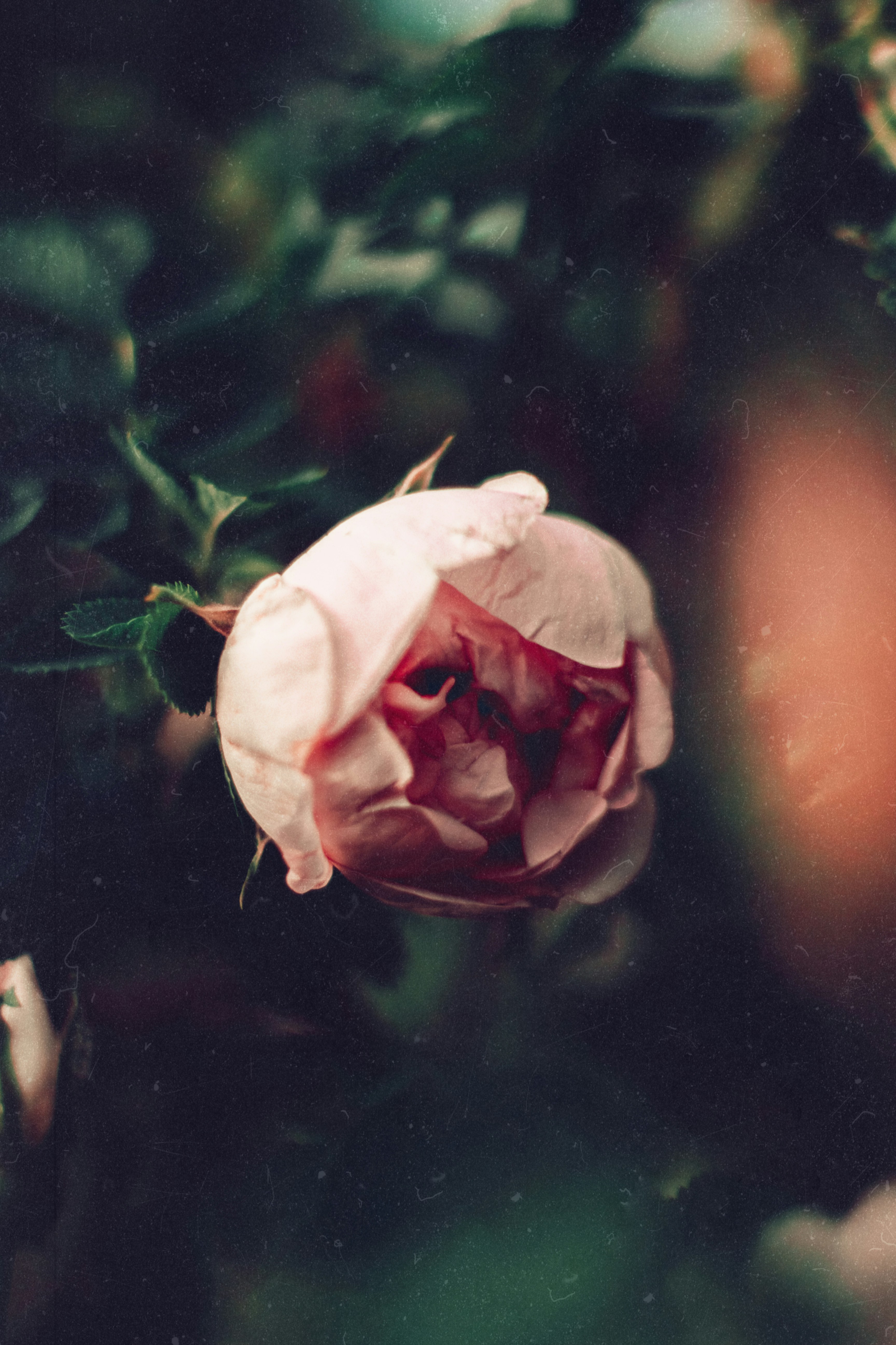 a pink flower is blooming on a bush
