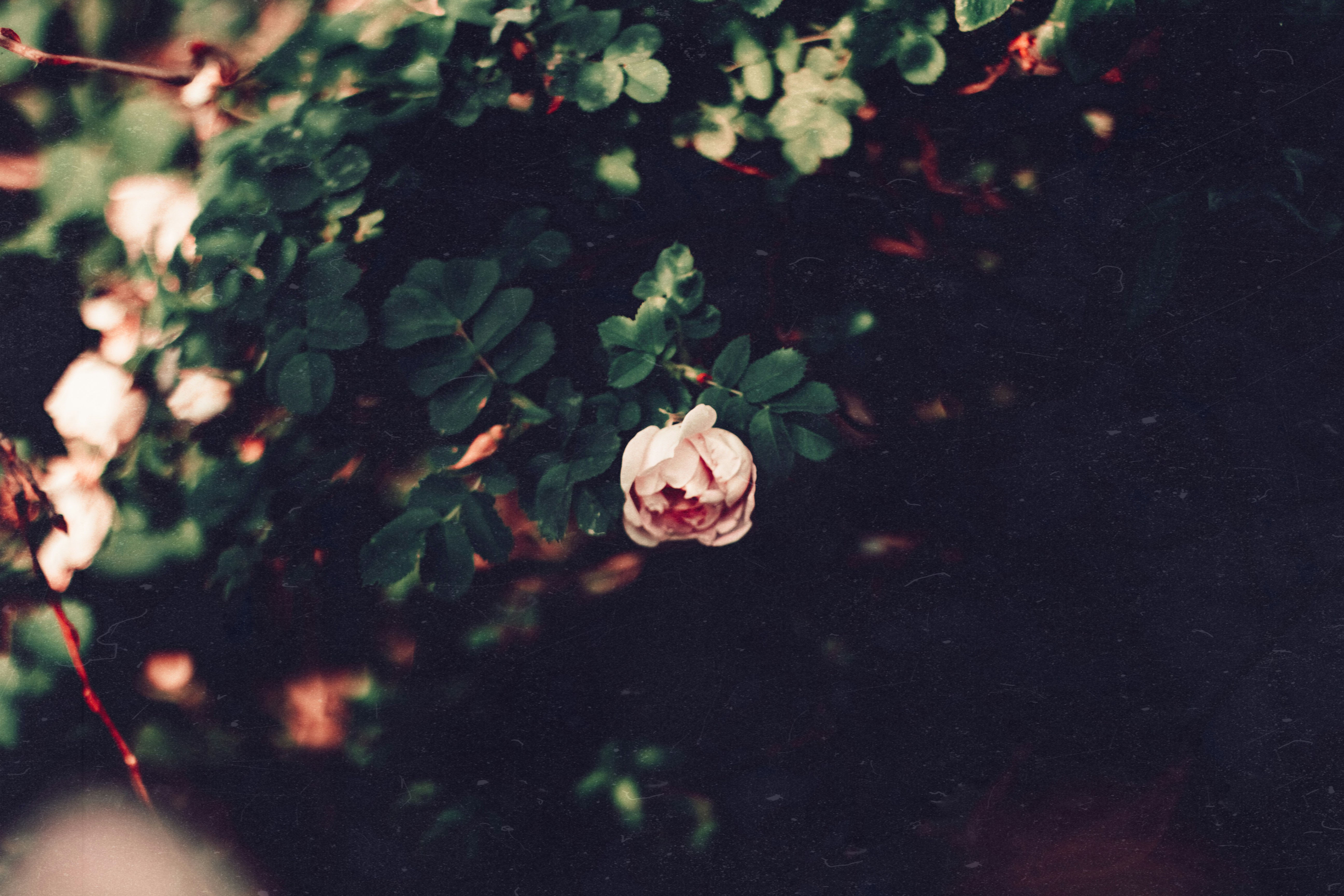 a flower is hanging from a tree branch