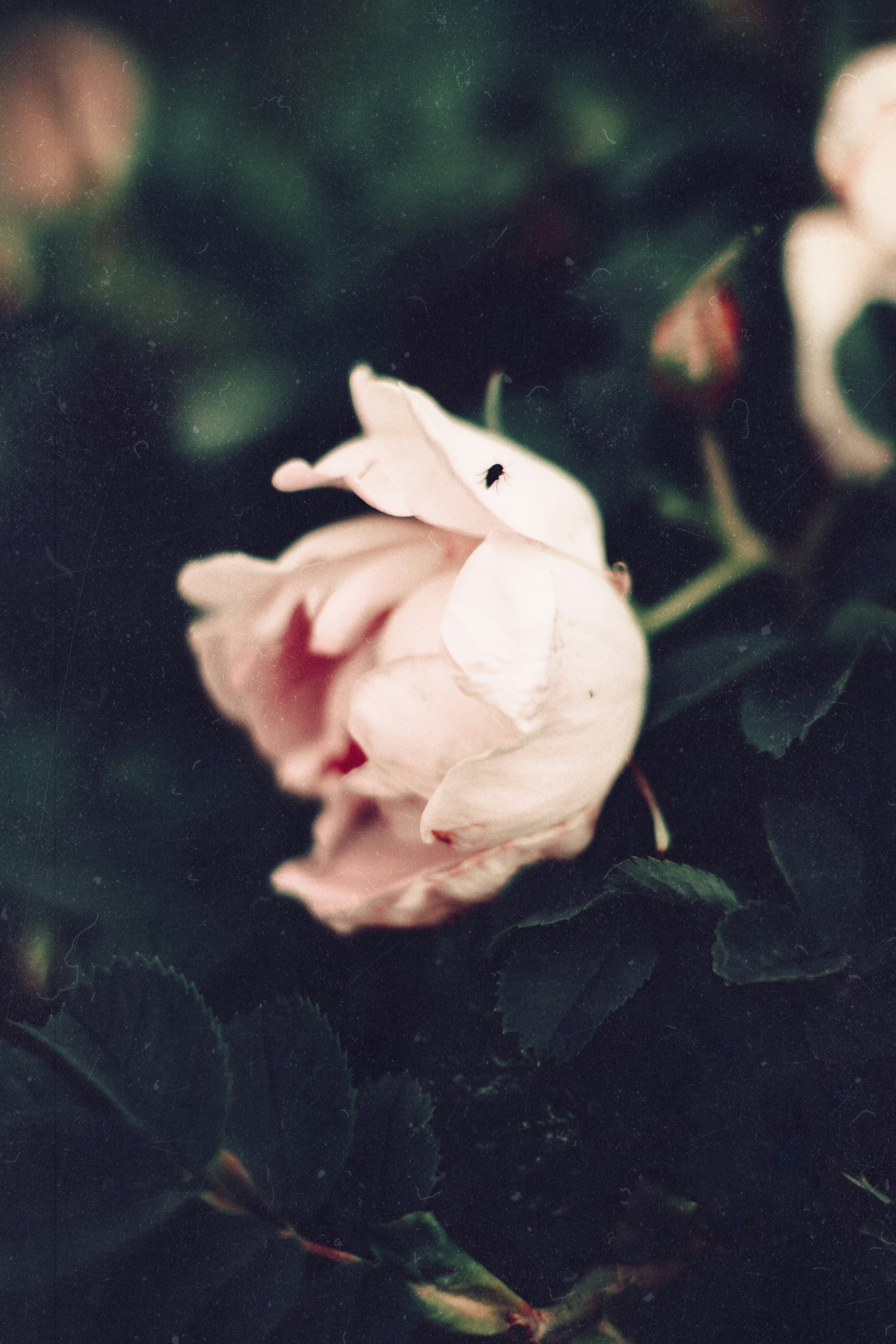 a close up of a pink flower on a bush