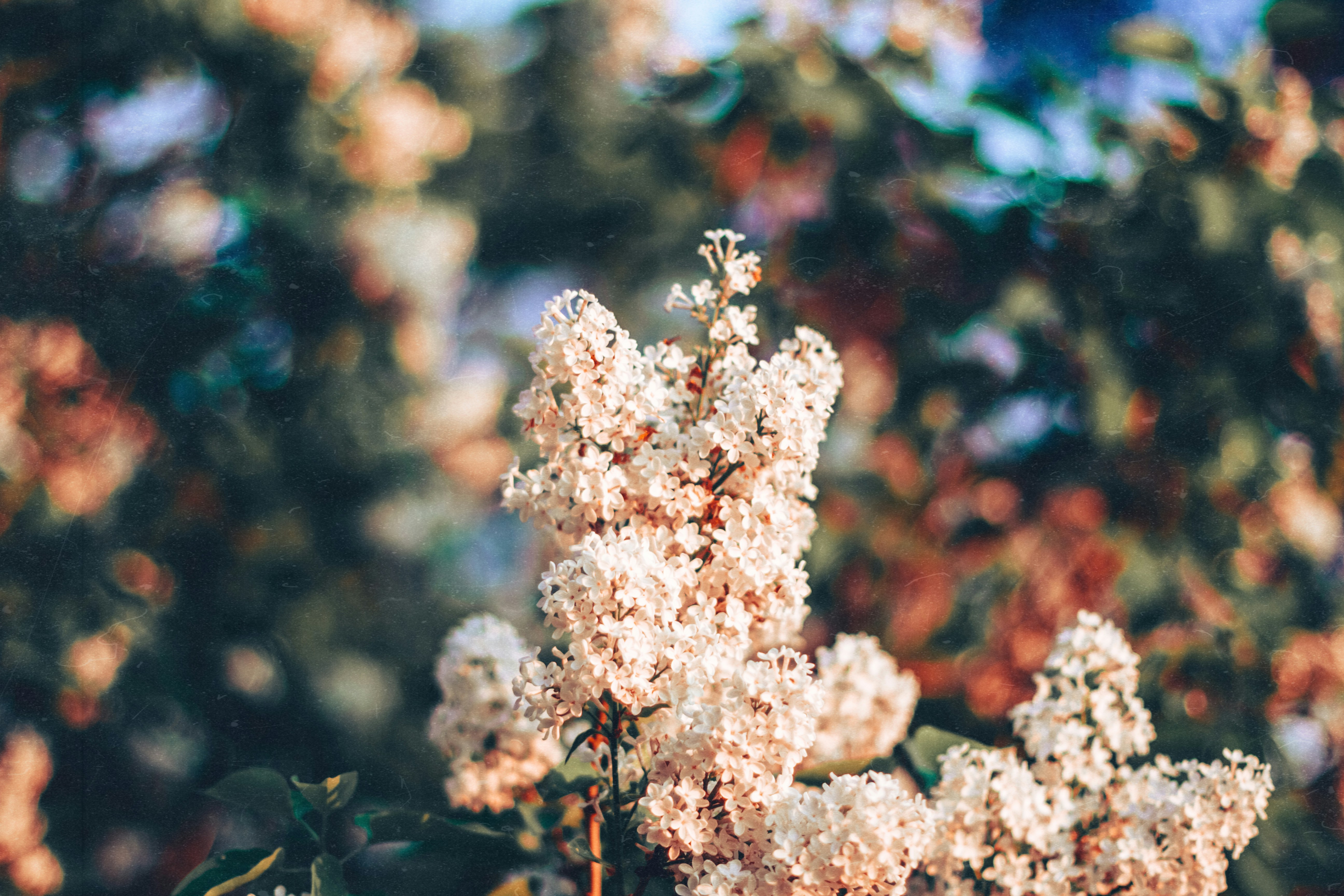 a bunch of white flowers on a tree