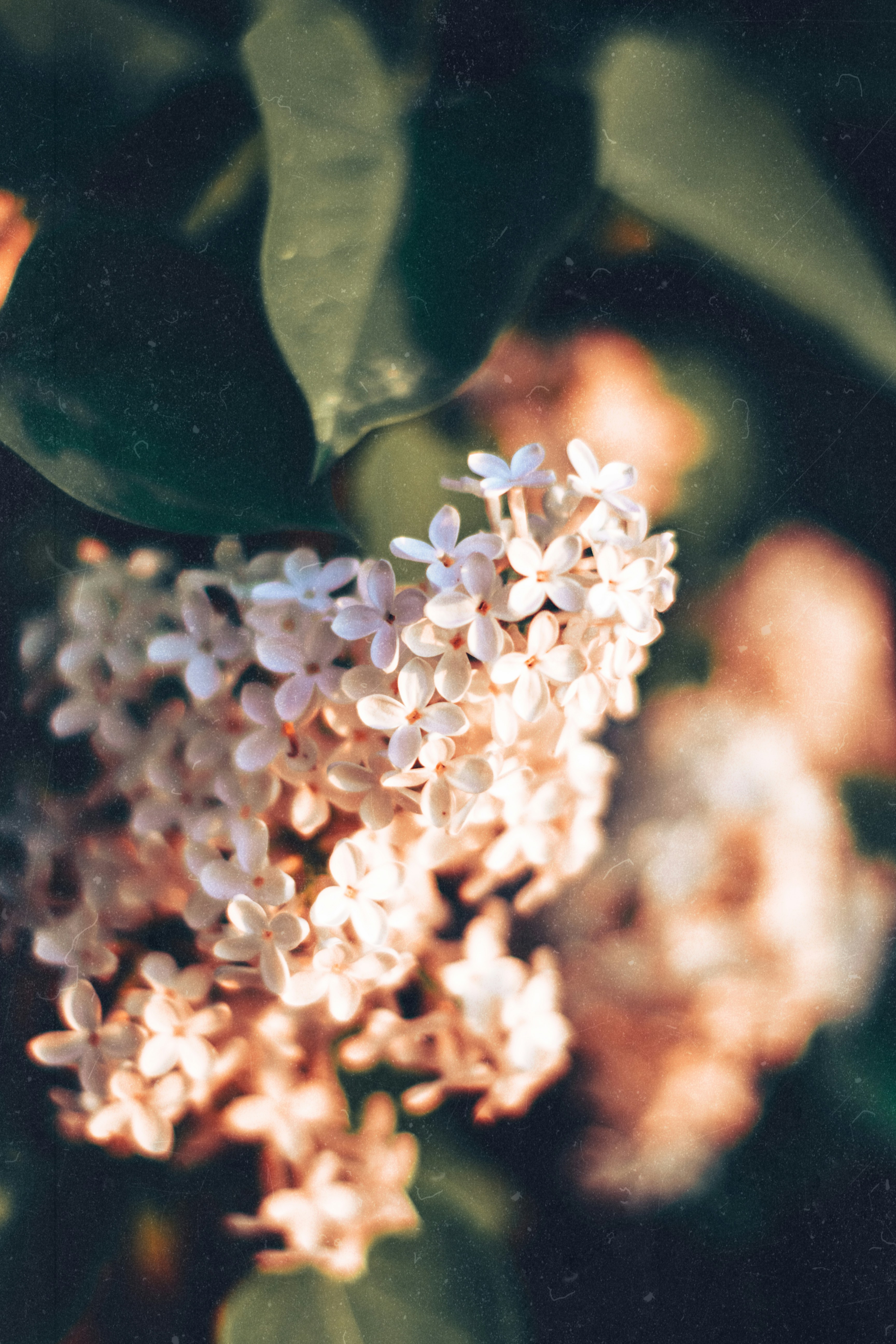 a close up of a bunch of flowers on a tree