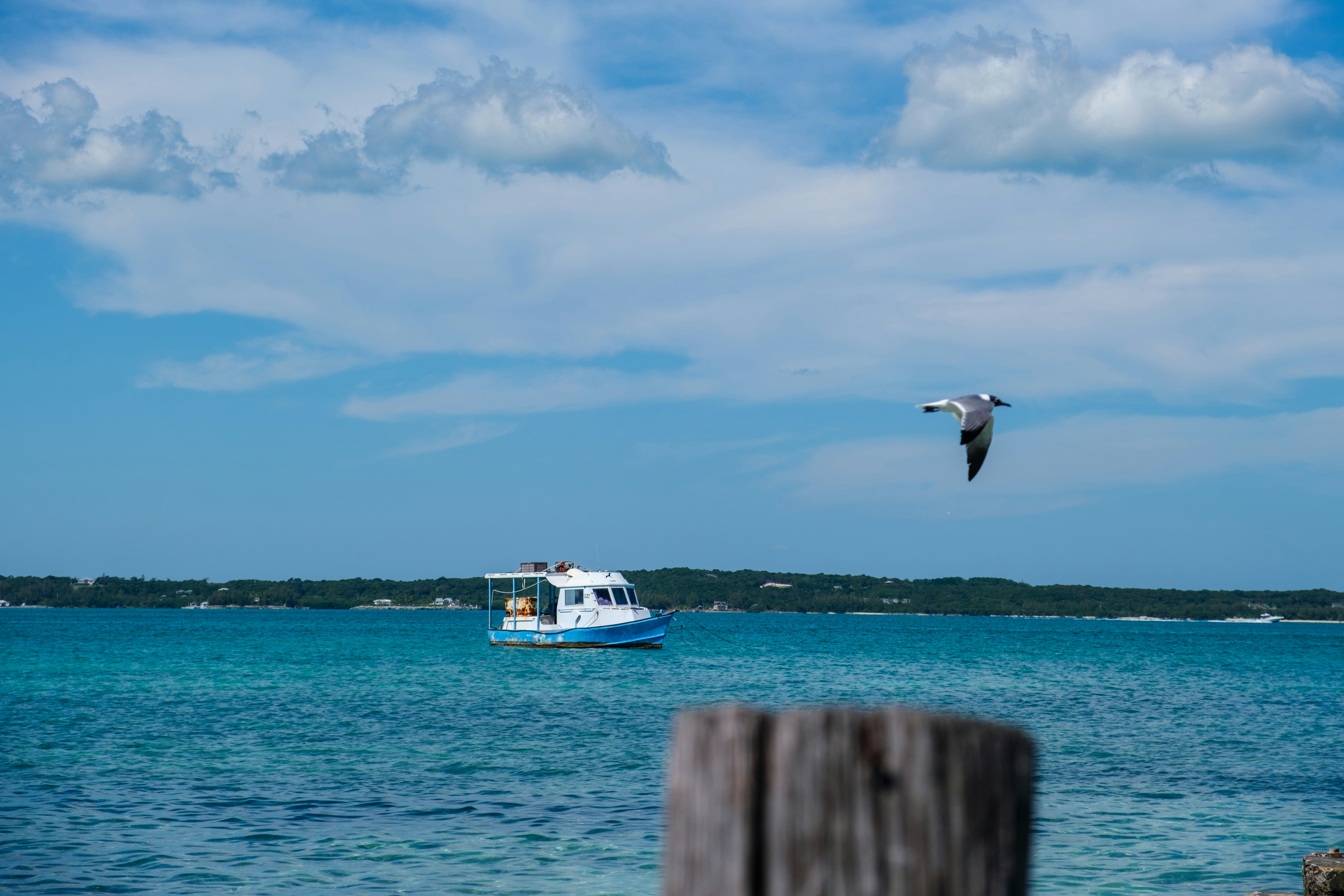 a bird flying over a boat in the ocean, Another day on the sea