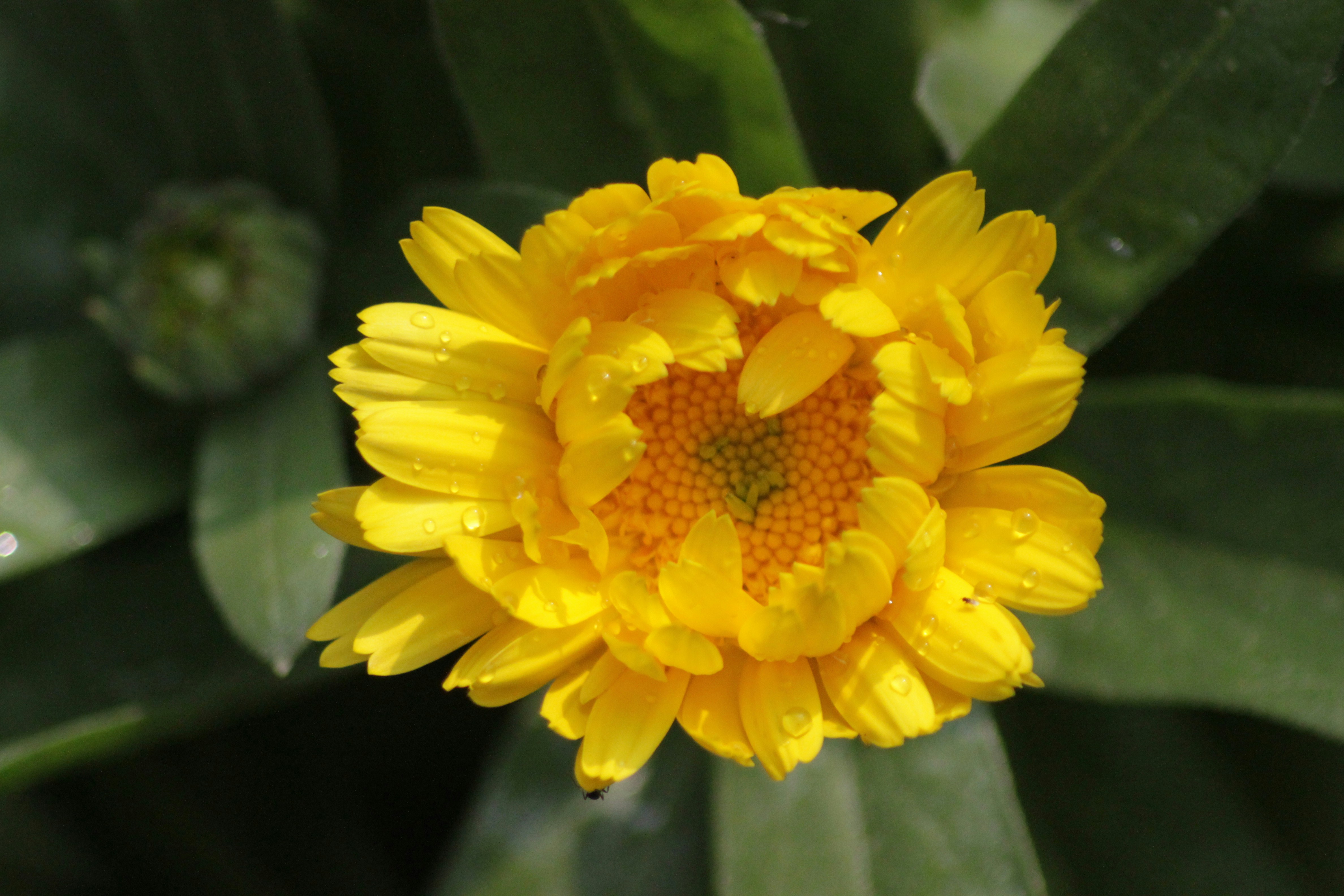 Photo by rahul_saraf