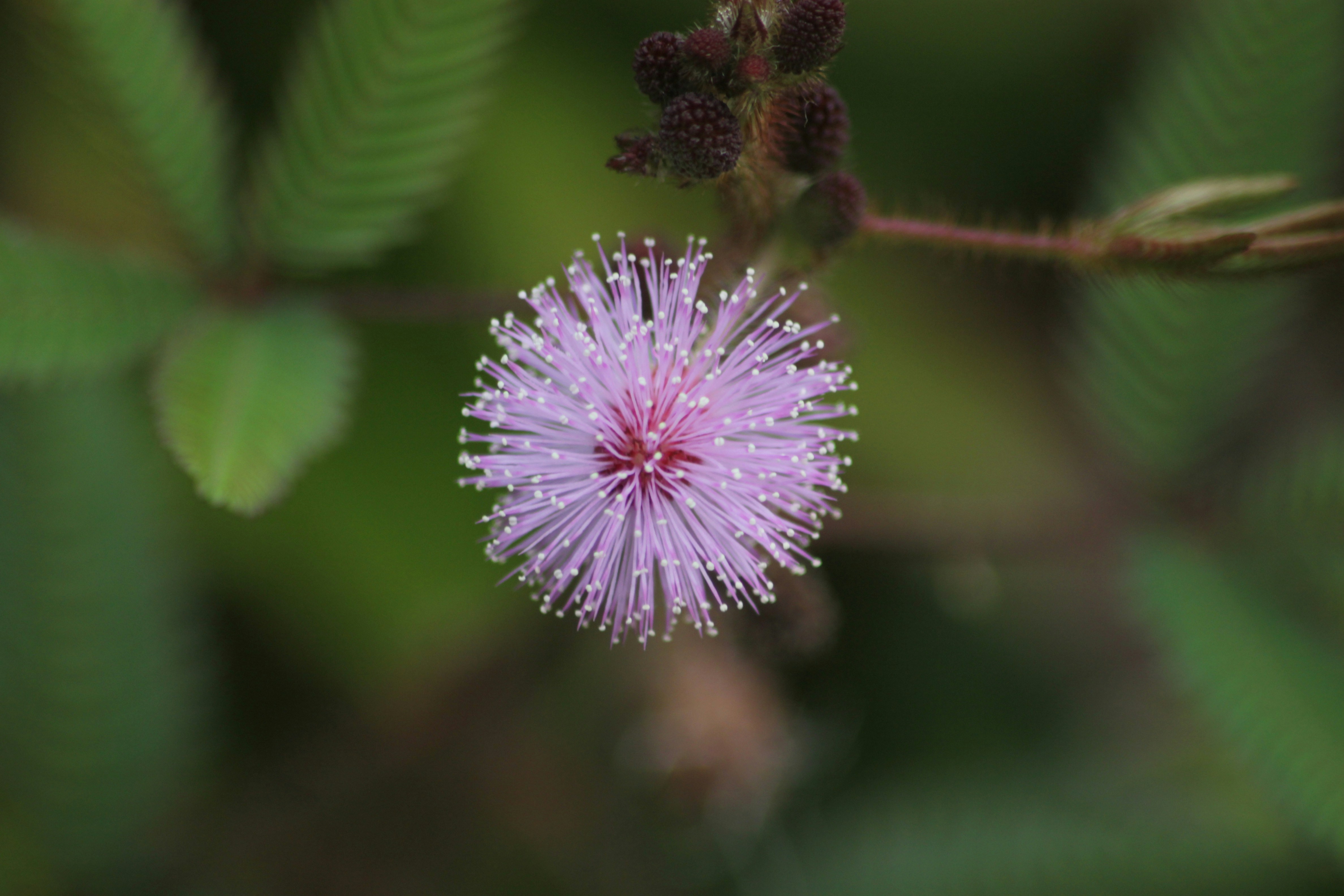 a close up of a flower on a plant