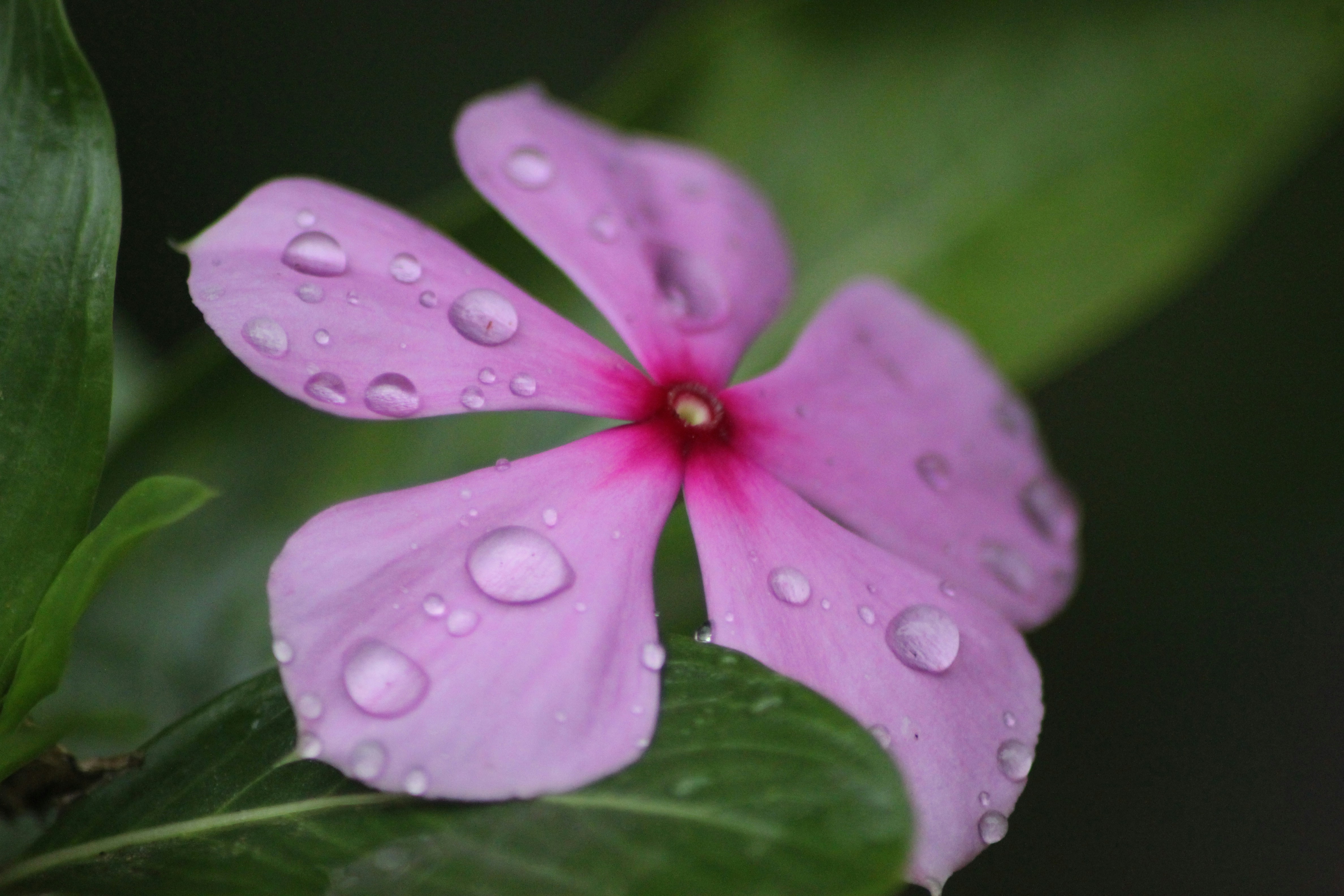 Photo by rahul_saraf