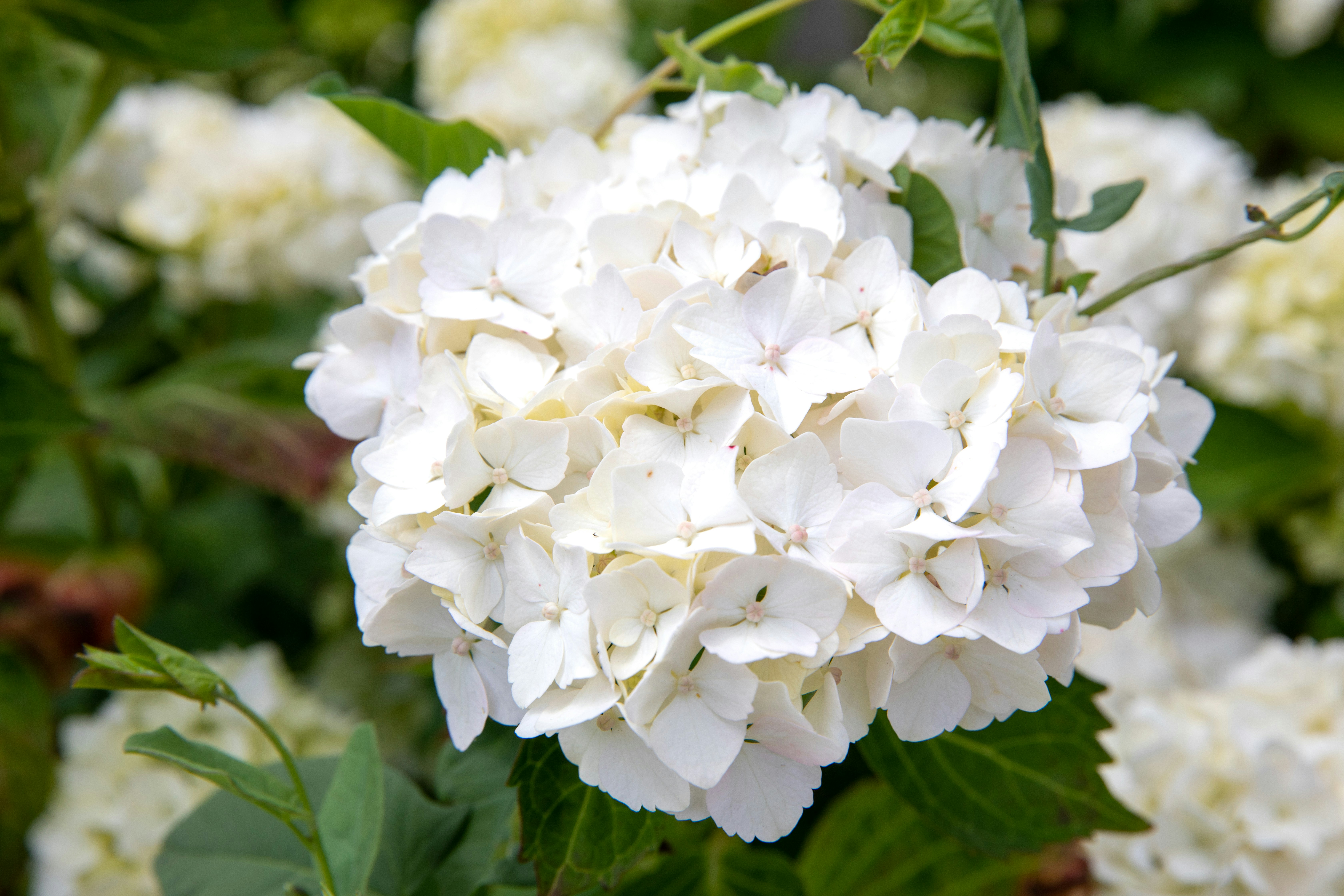 Fleurs Blanches: Les Meilleures Variétés pour un Jardin Éblouissant