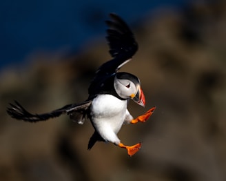 a black and white bird with a red beak flying in the air