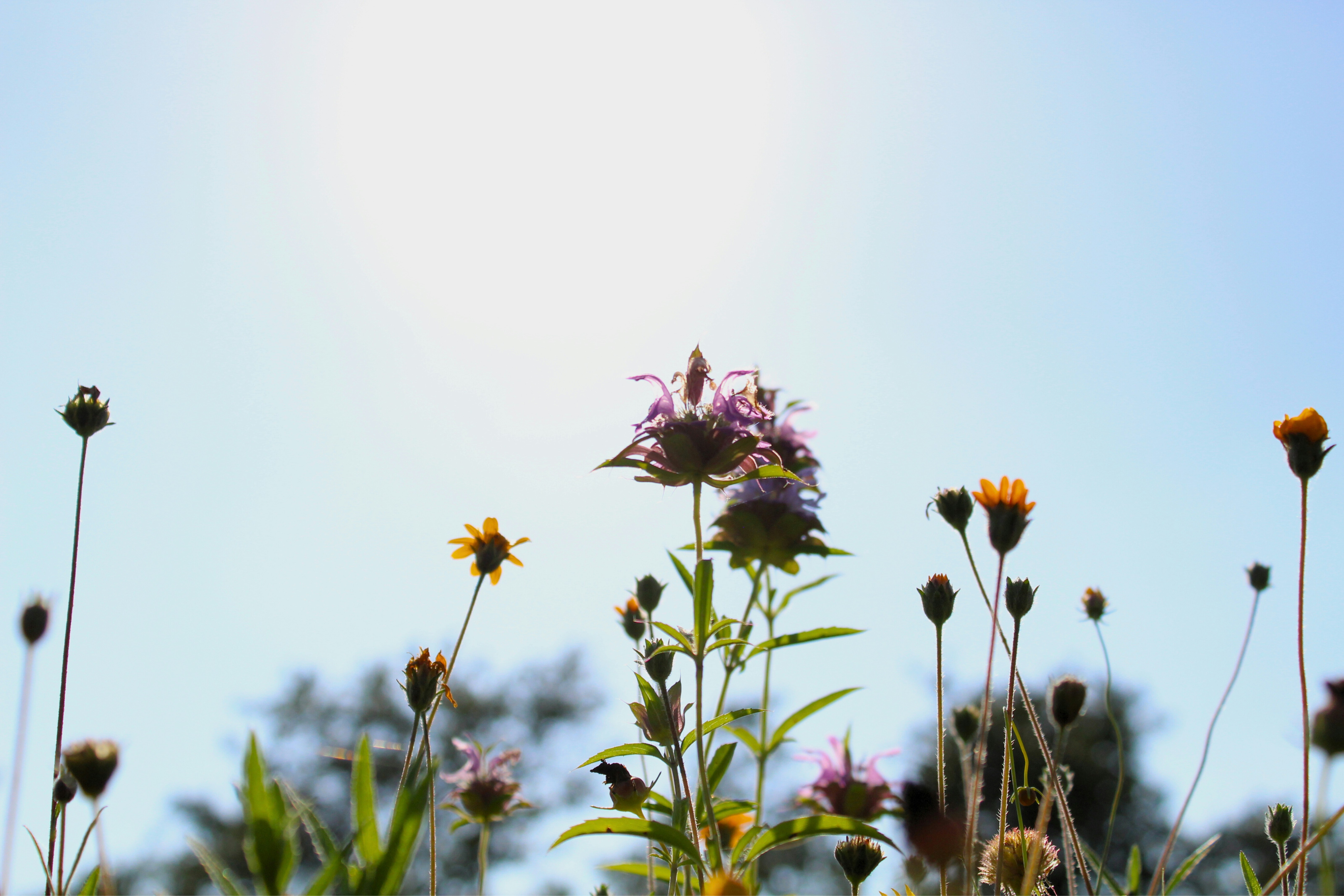 Photo by hjanssen