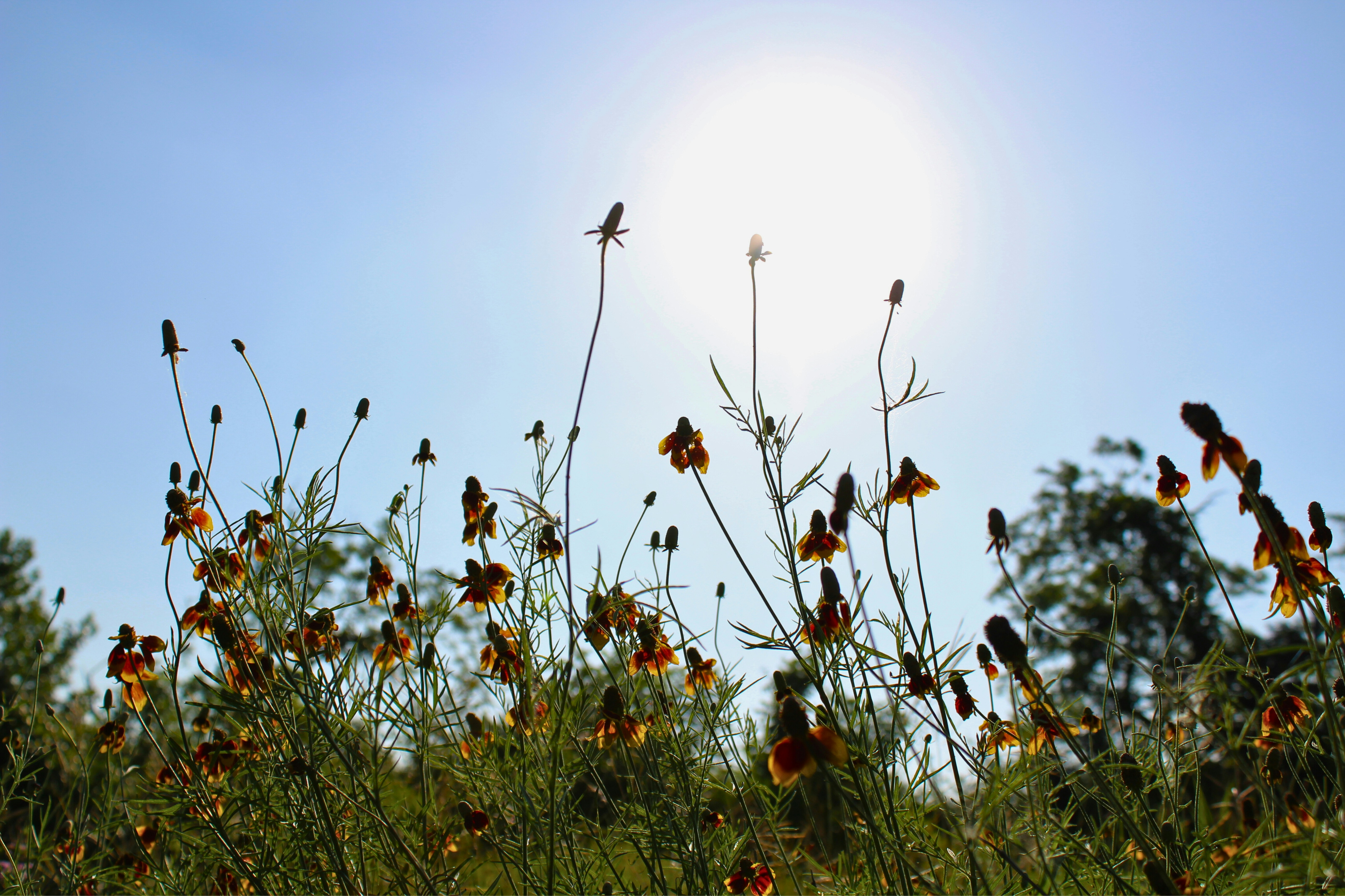 the sun shines brightly over a field of wildflowers