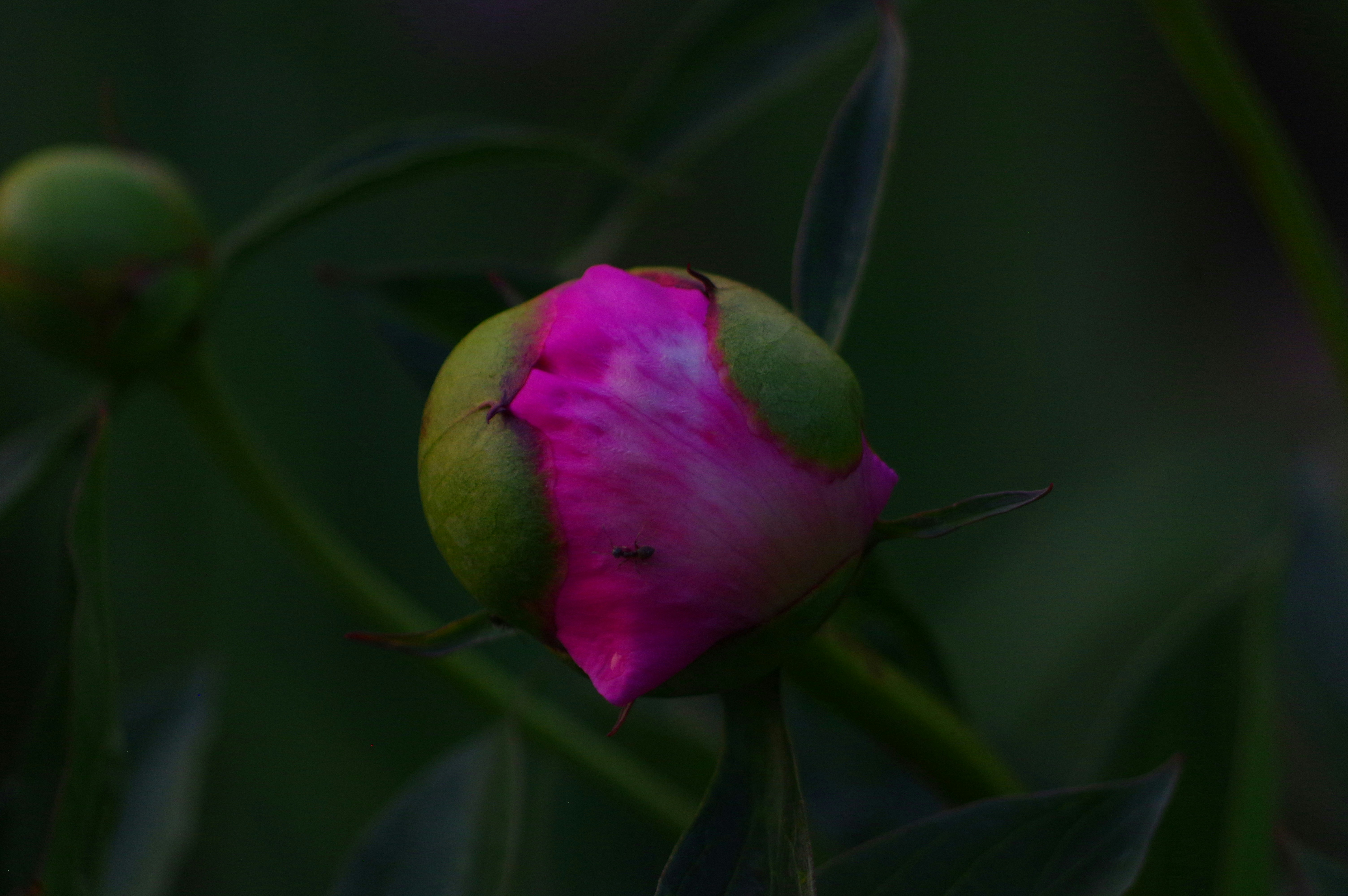 A close up of a pink flower with green leaves photo – Free Flower Image ...
