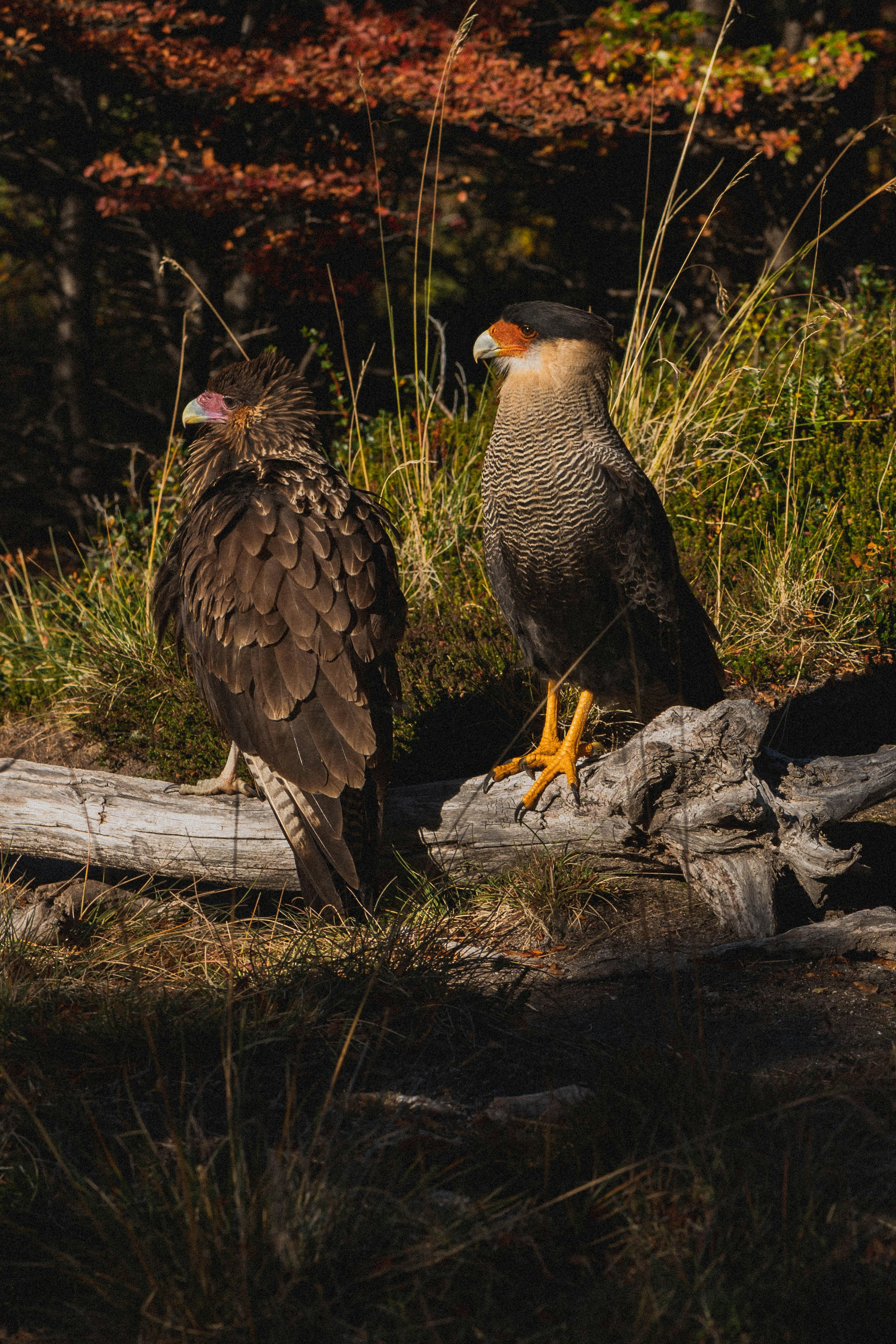a couple of birds standing on top of a log