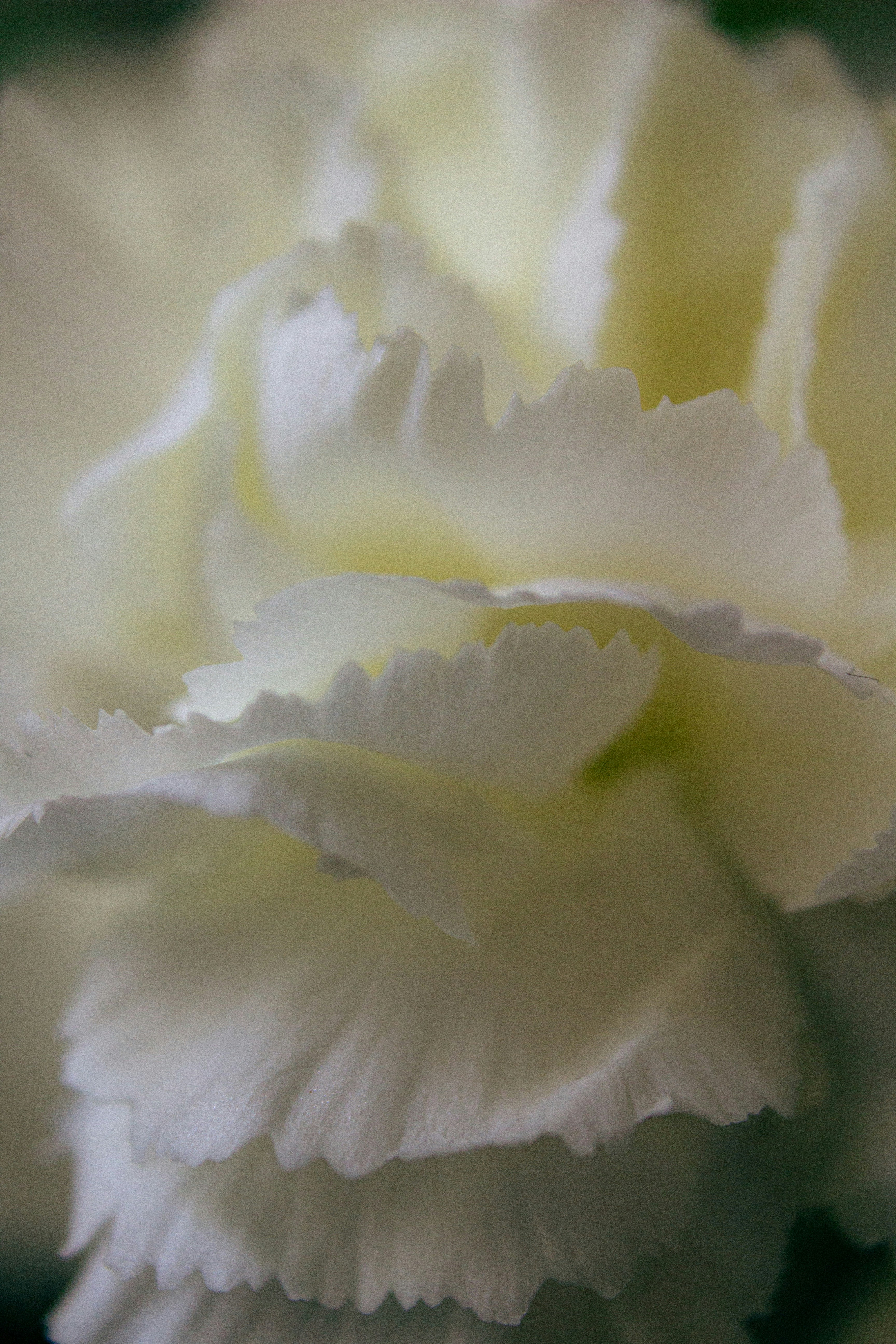 Handmade flower brooch close-up, delicate crochet petals in soft natural light