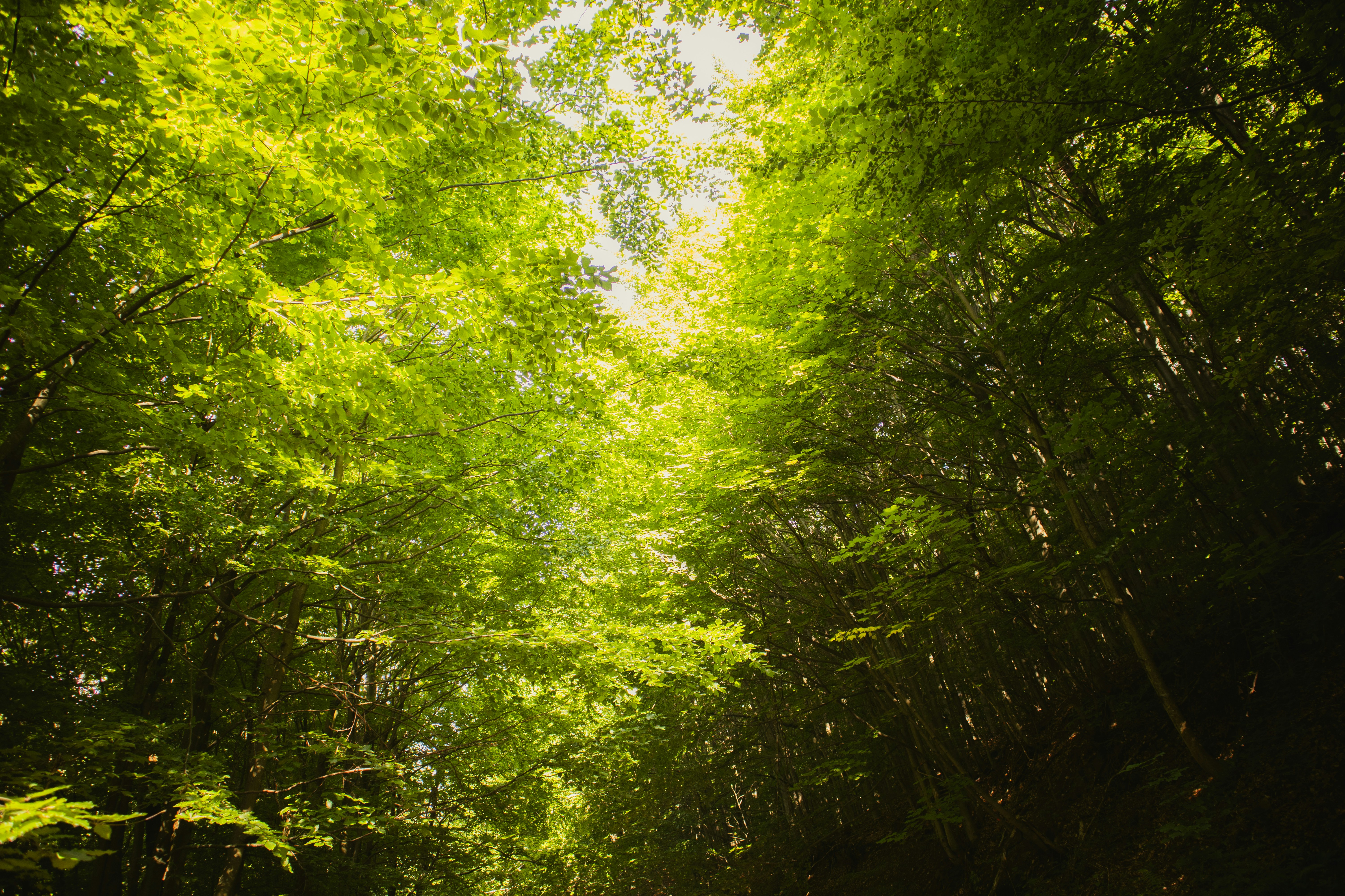 Photo by marko_lengyel