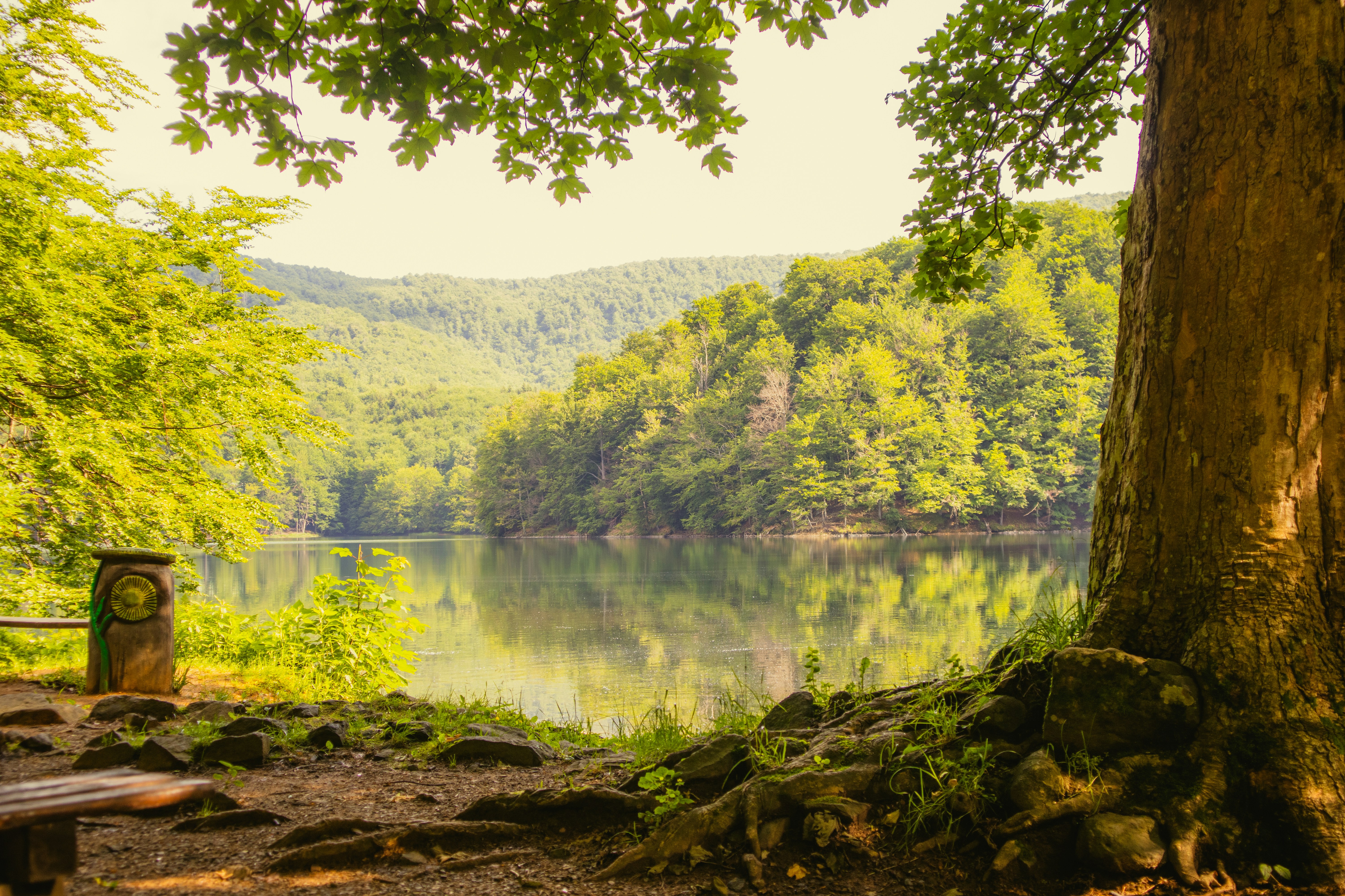 A bench sitting next to a tree near a lake photo – Free Slovakia Image ...