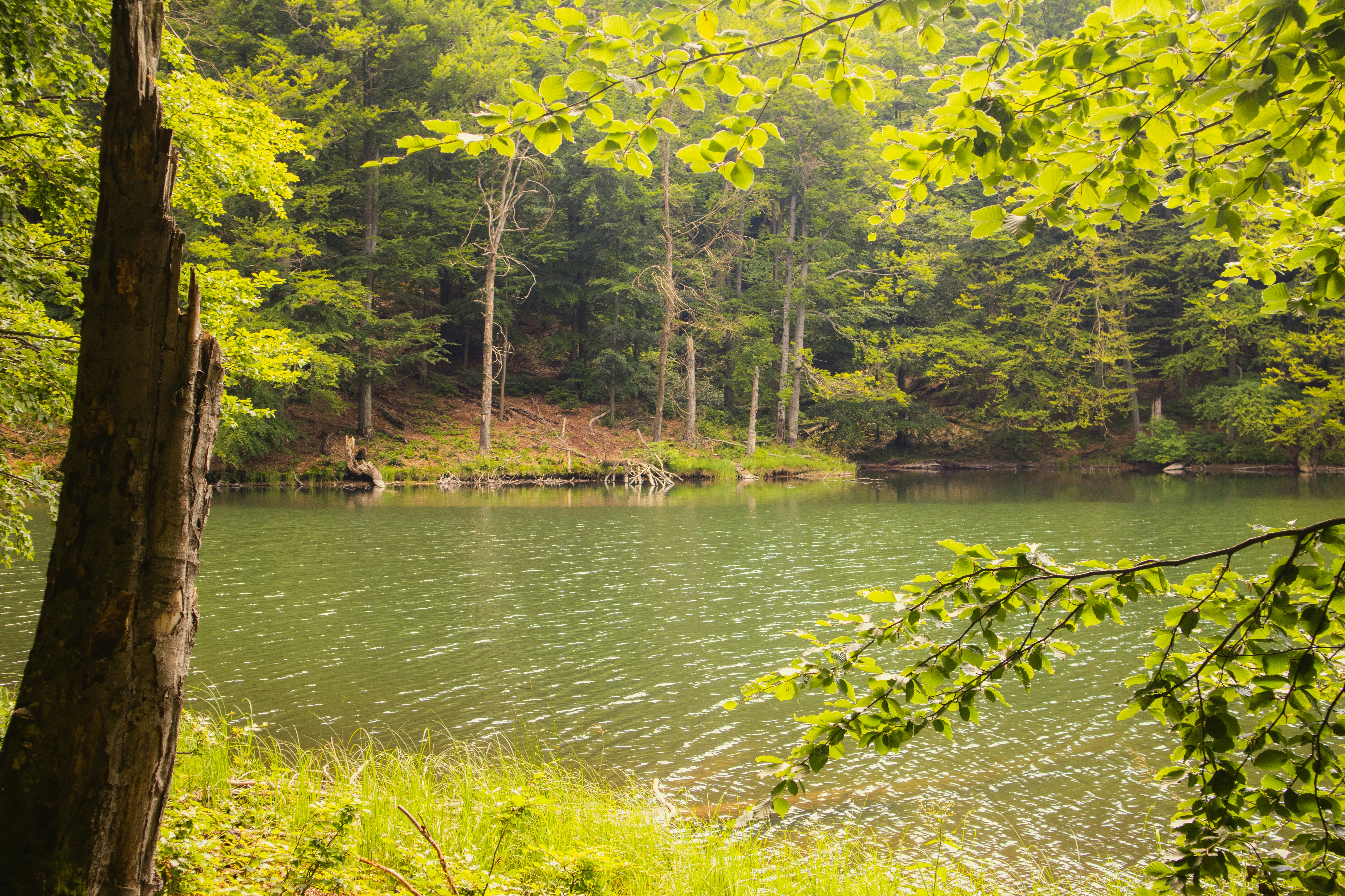 Photo by marko_lengyel