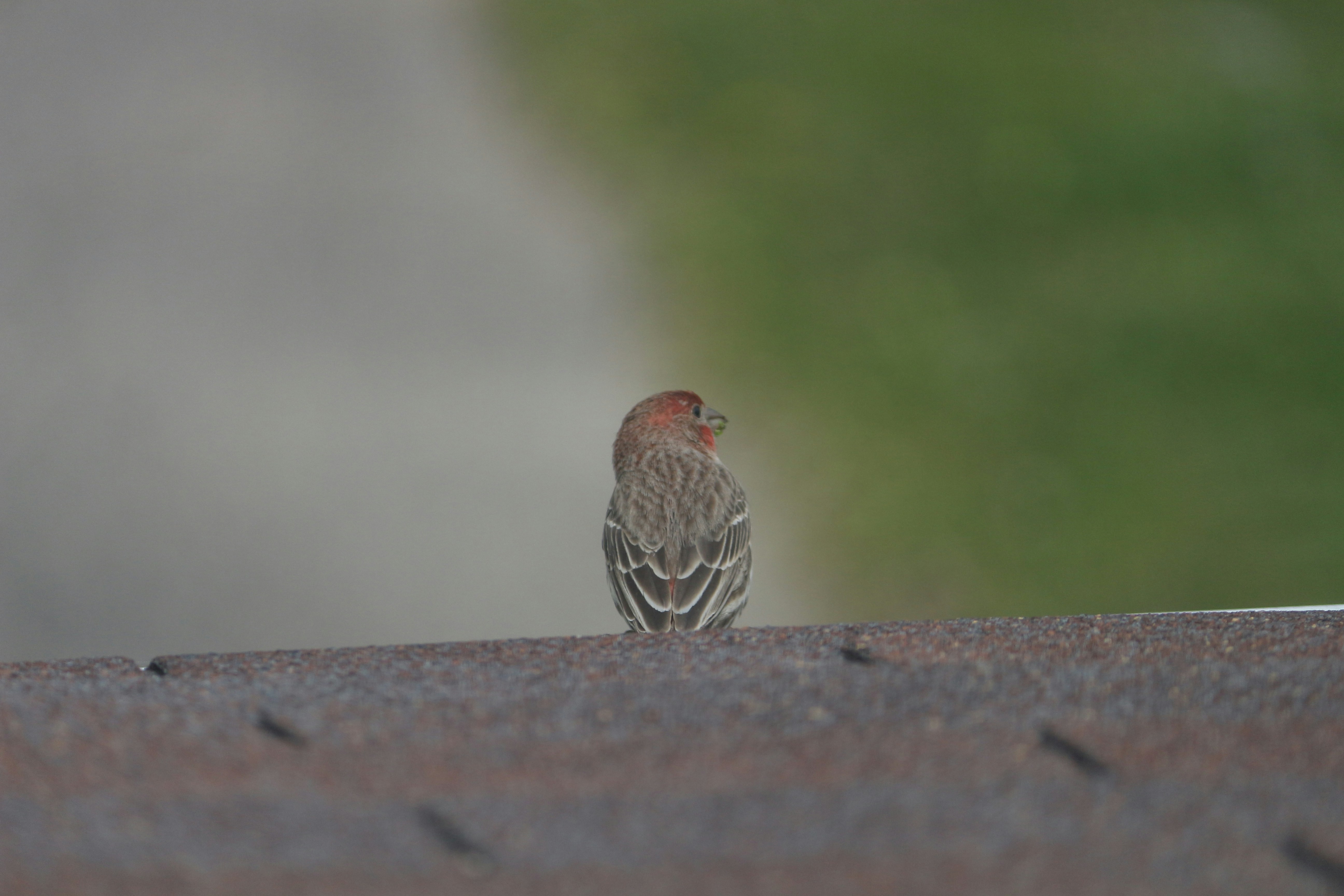 Photo by midhunhk
