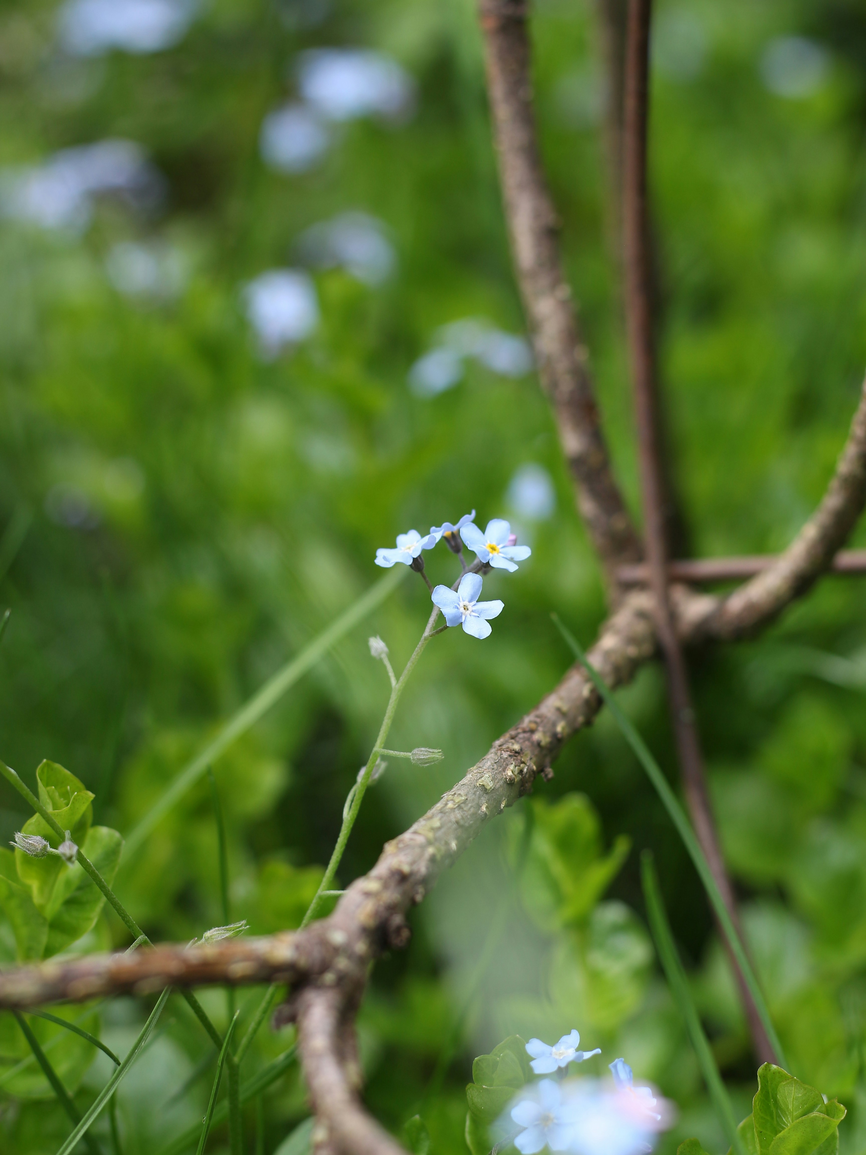 small blue flowers growing on a tree branch