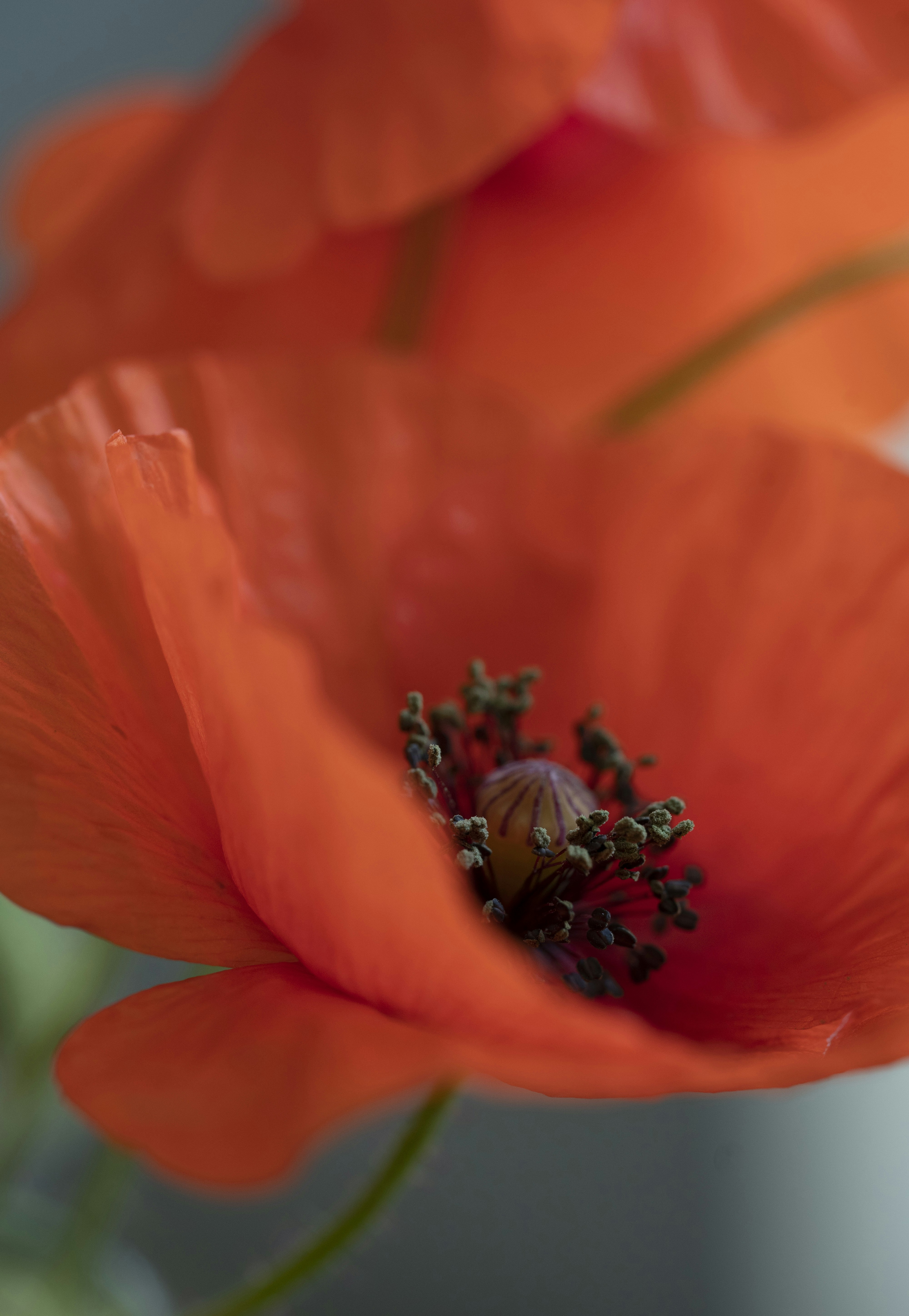 Photo by vikaelefant