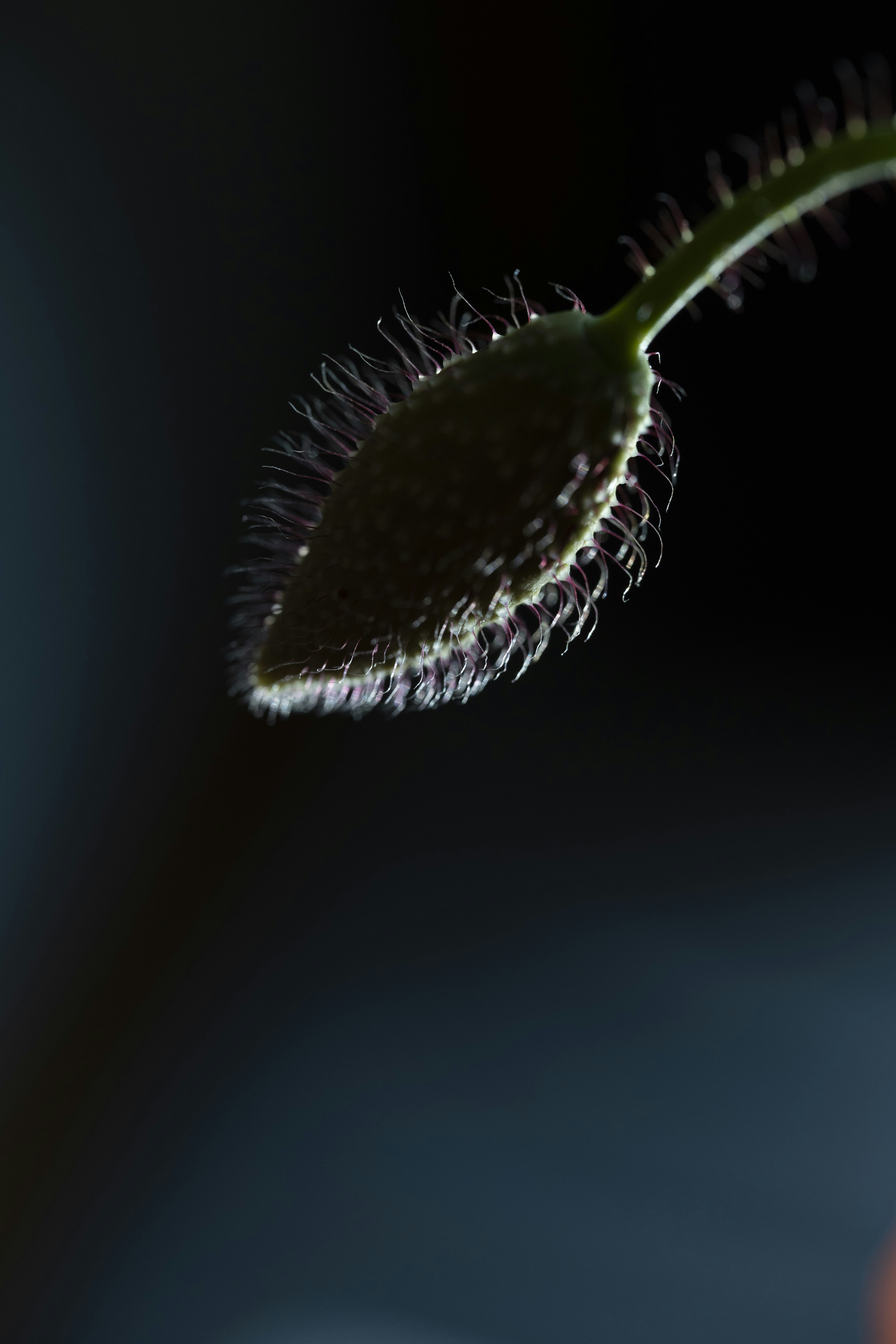 Photo by vikaelefant