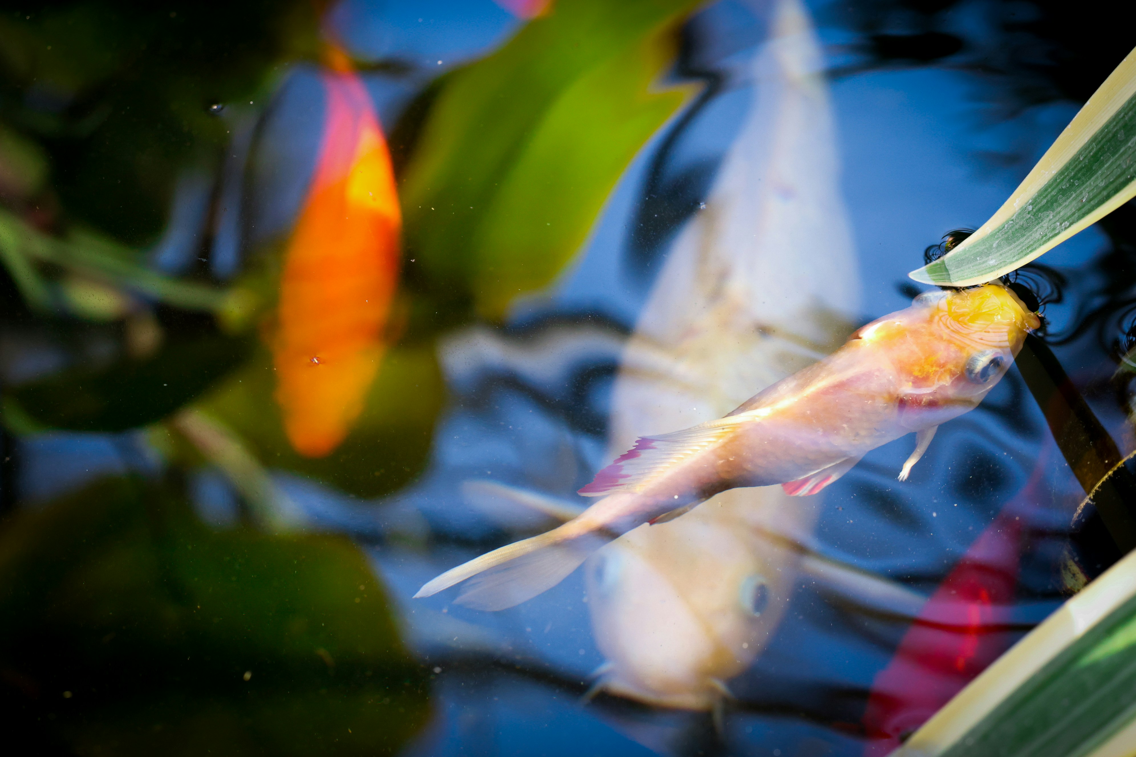 Car in the surburb.jpg