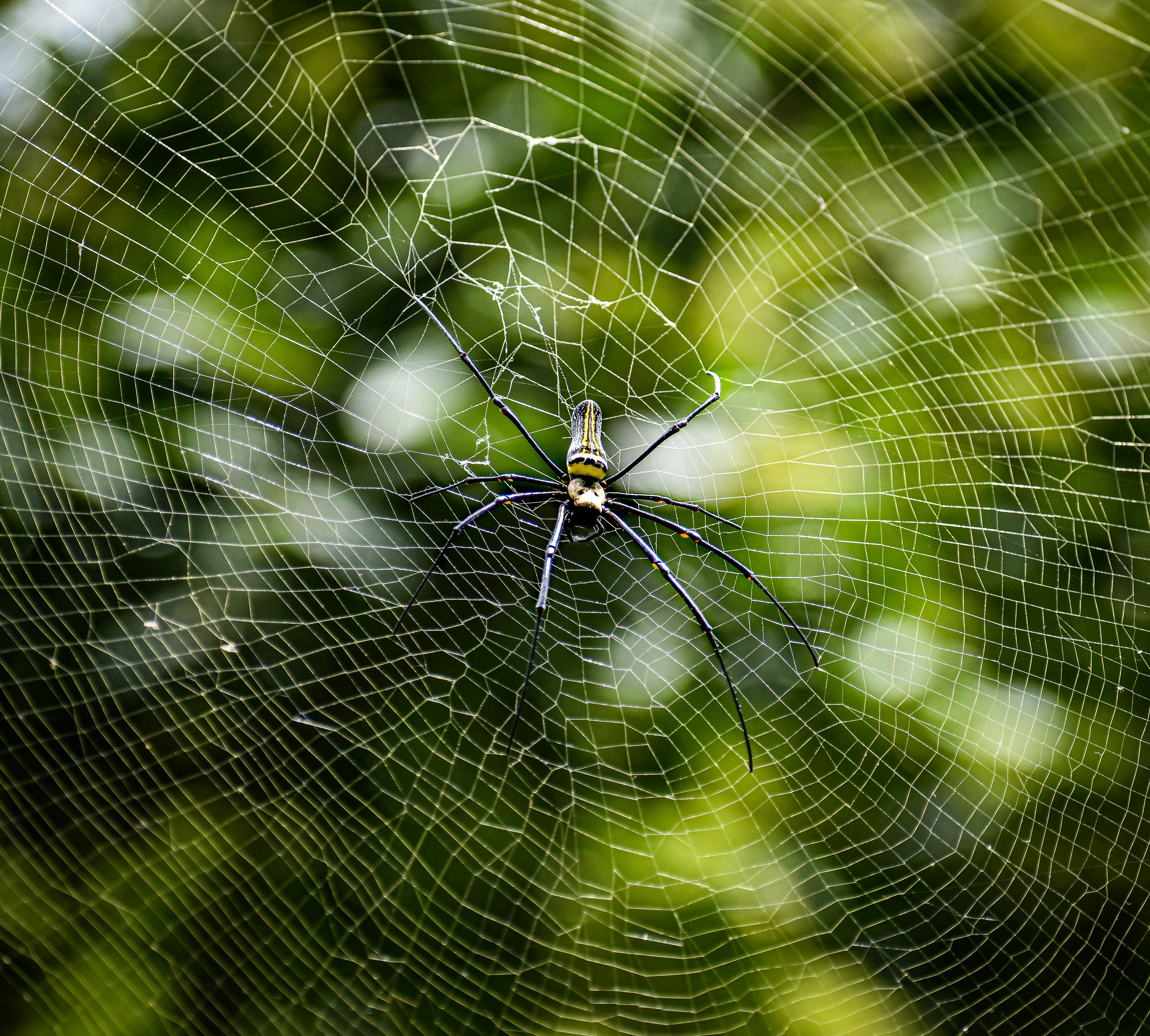 Photo by raymondpaulv