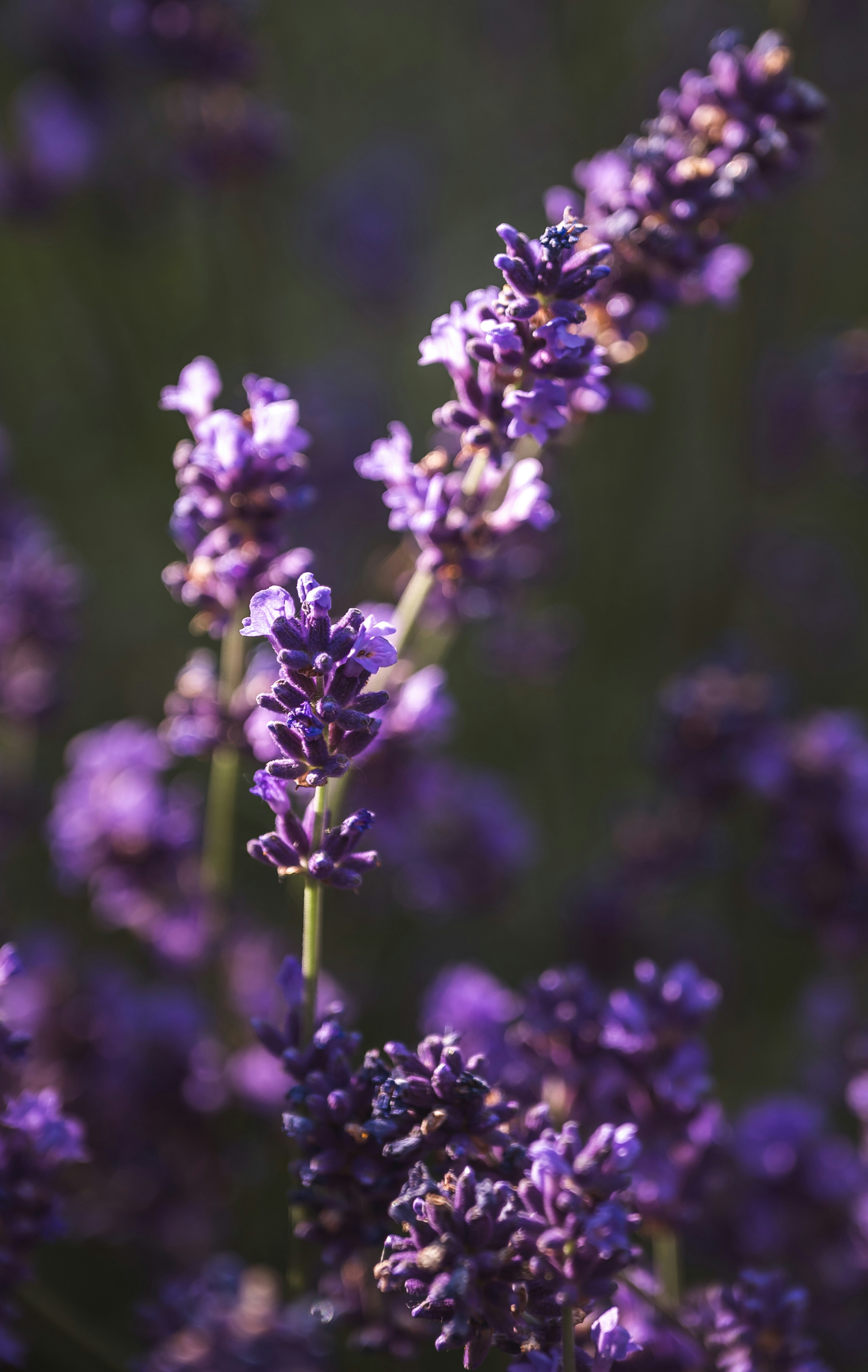 Photo by alexandra_p_d