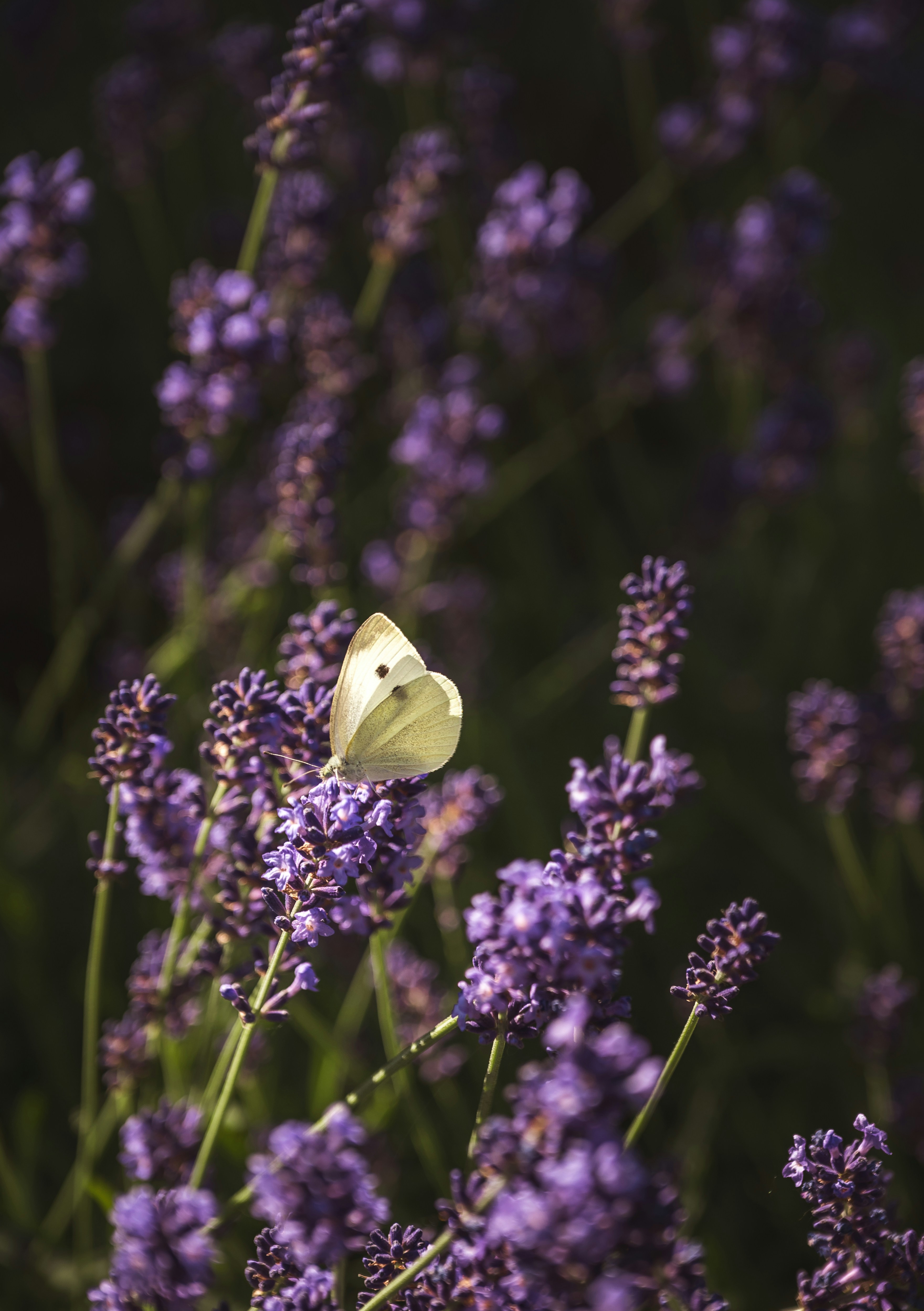 Photo by alexandra_p_d