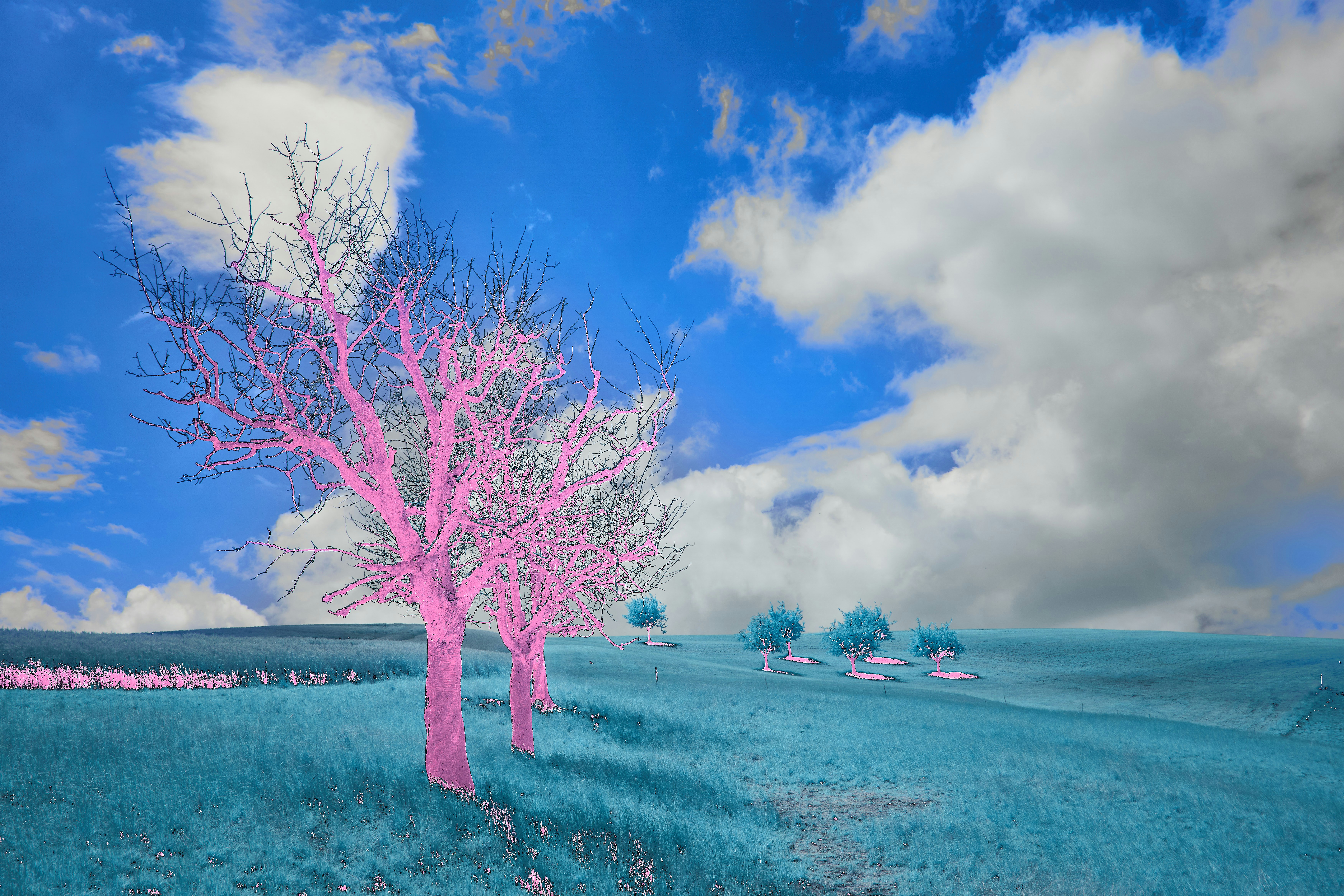 Photo by wolfgang_hasselmann