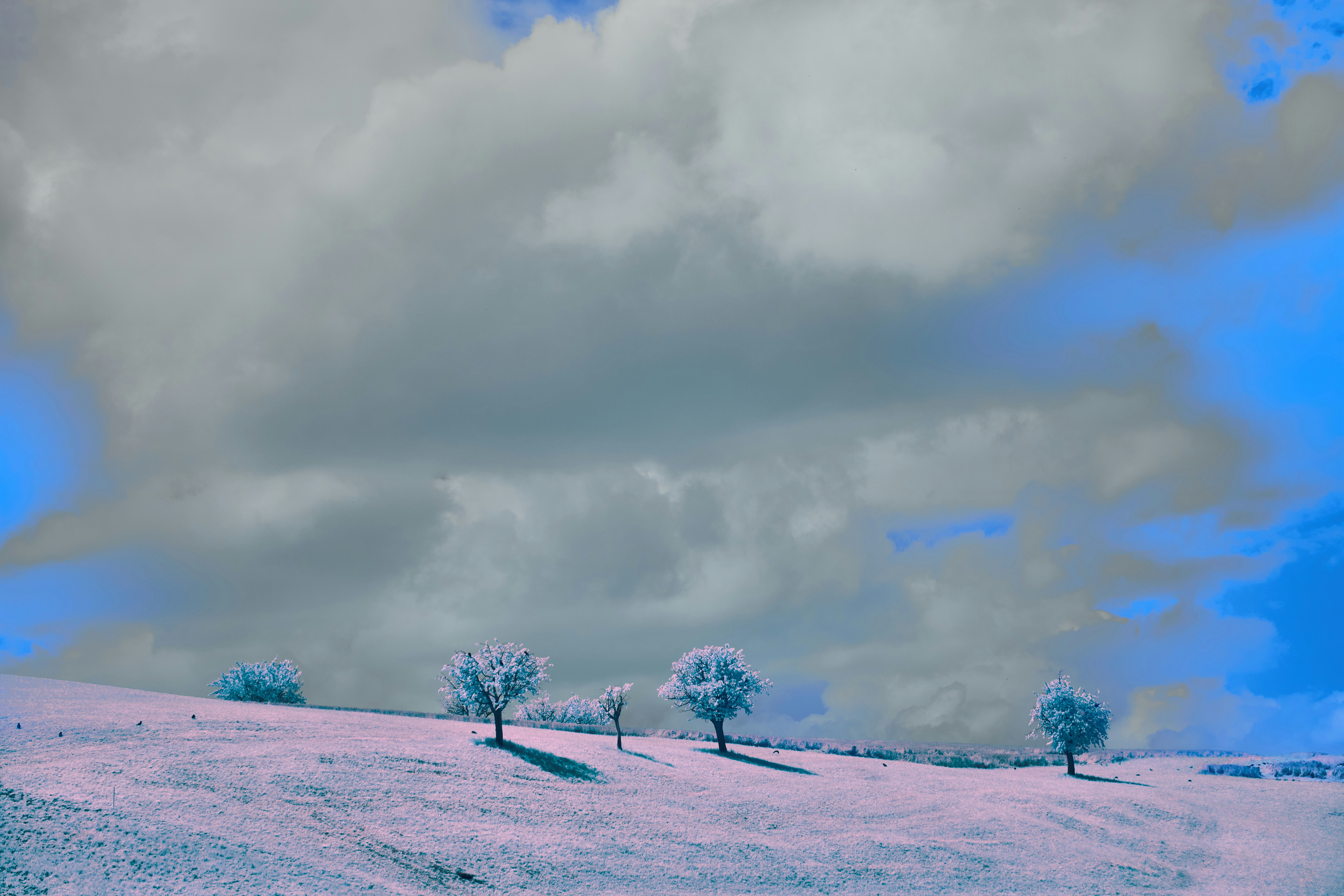 Photo by wolfgang_hasselmann