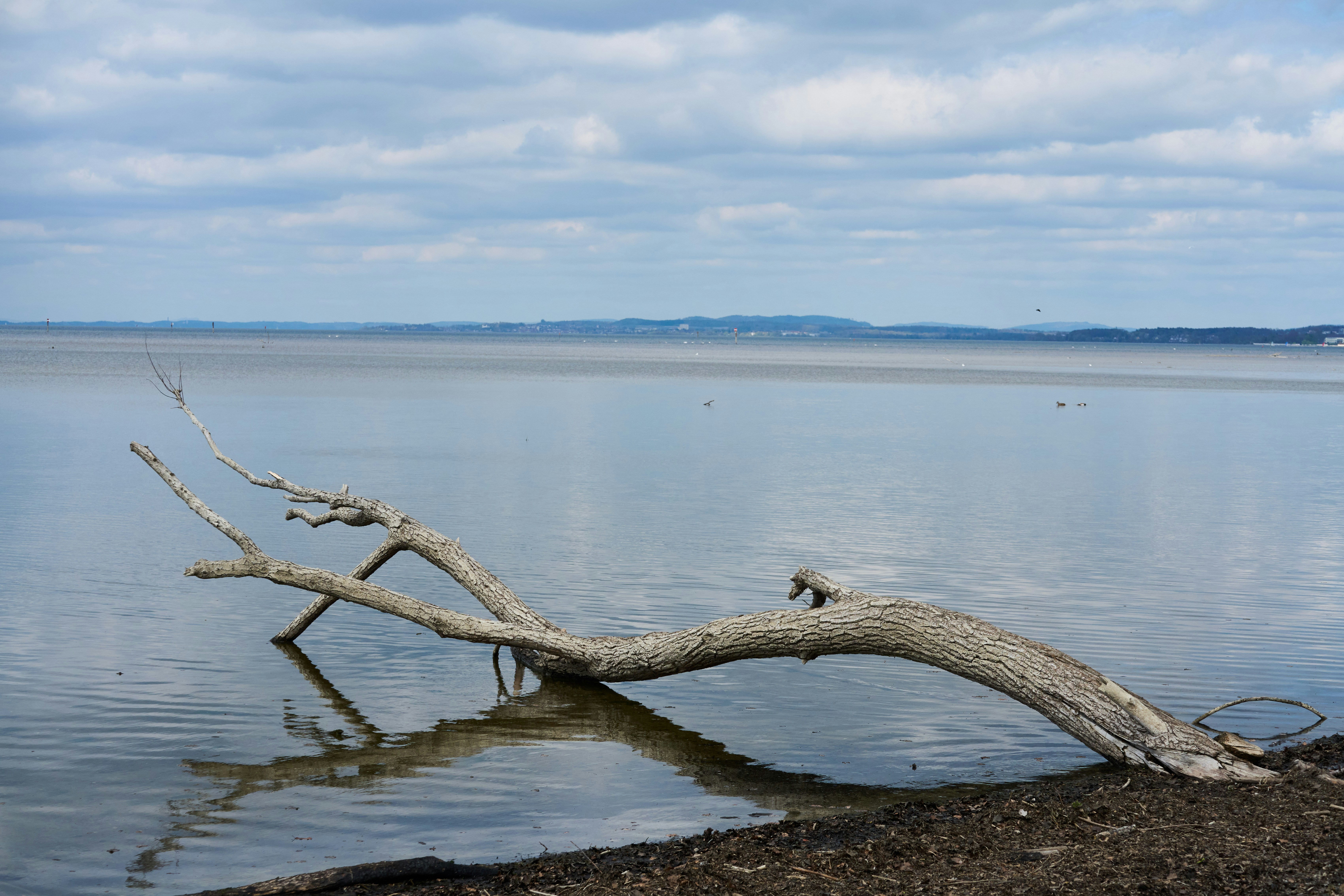 Photo by wolfgang_hasselmann