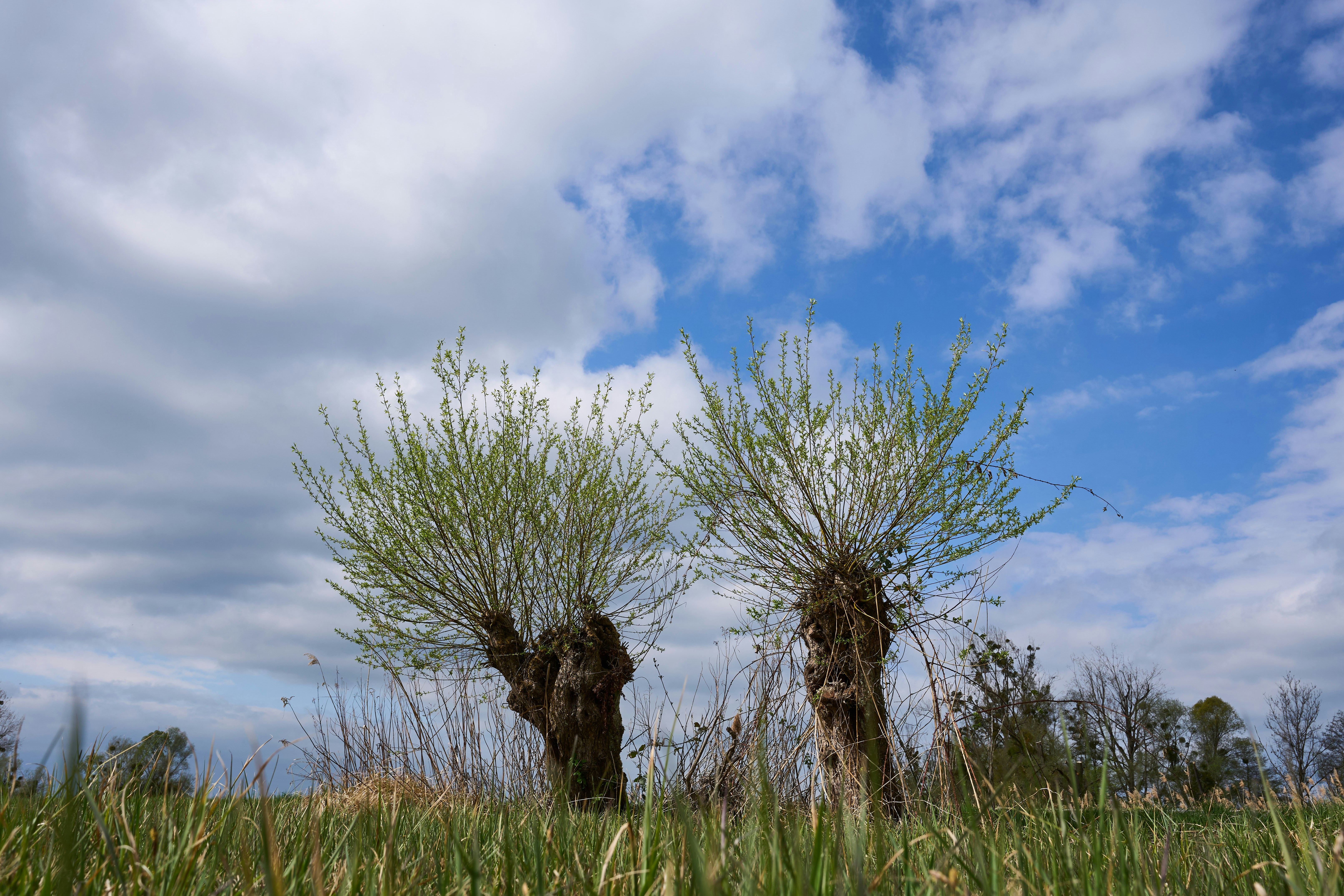 Photo by wolfgang_hasselmann