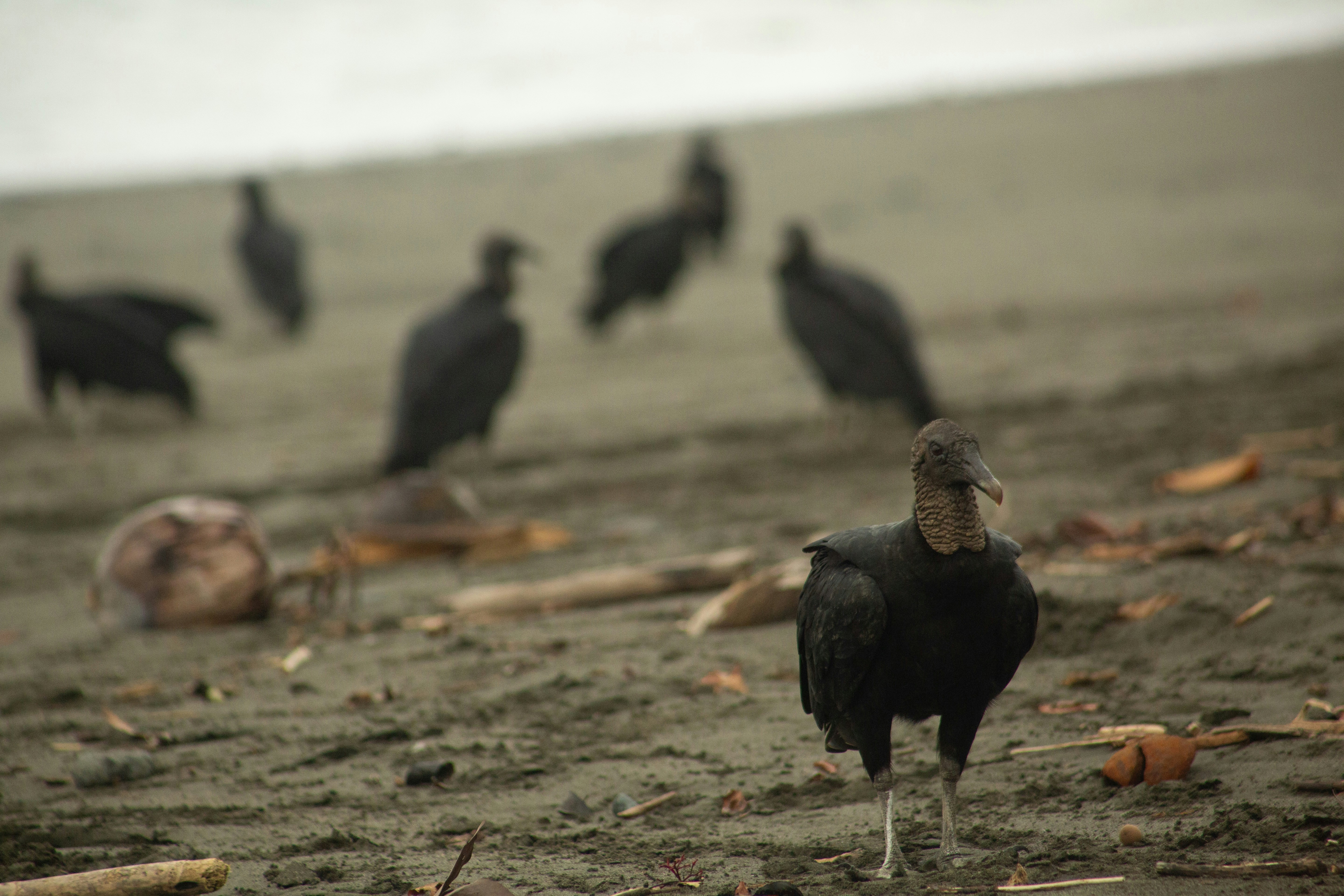 a flock of birds standing on top of a sandy beach