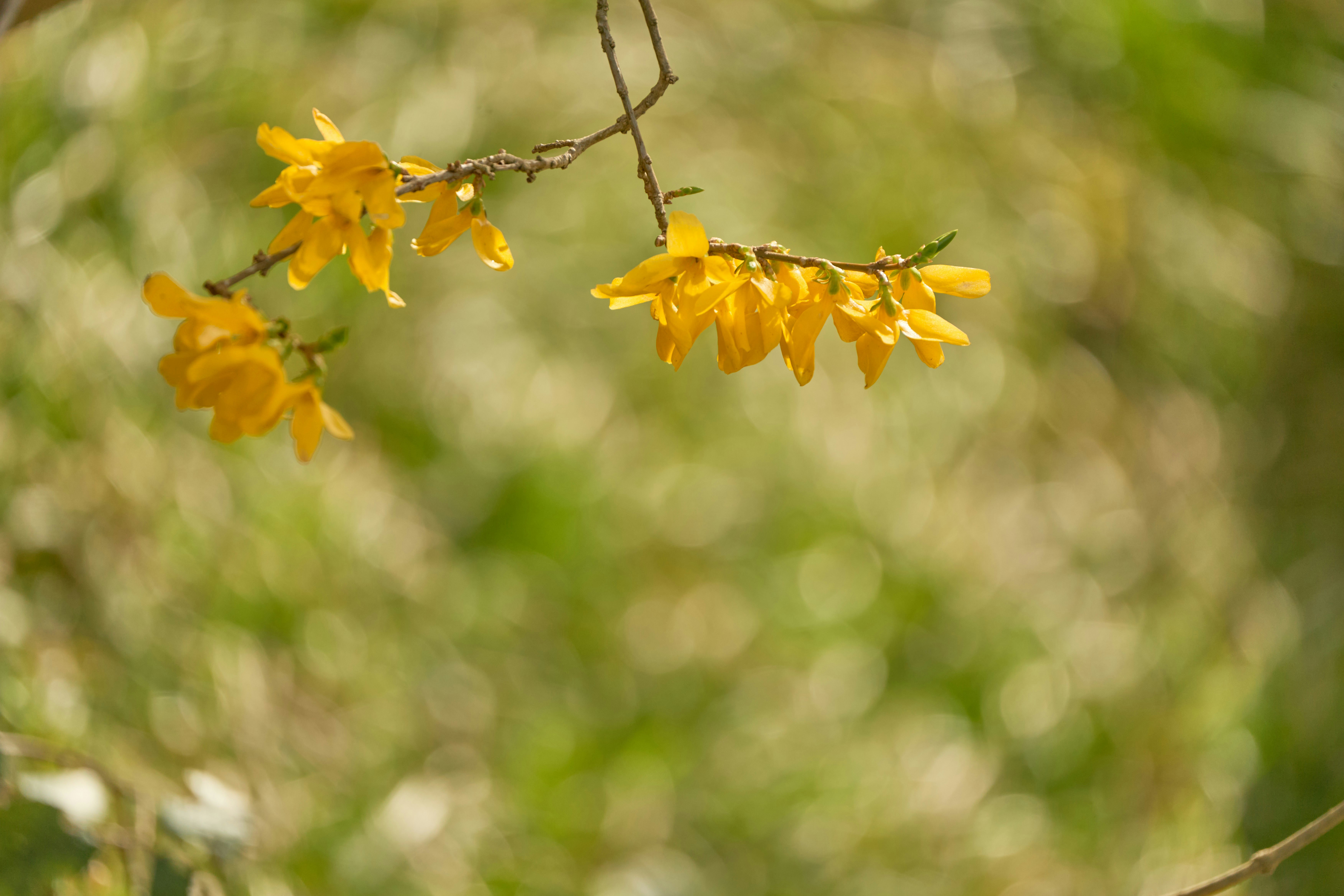 Photo by wolfgang_hasselmann