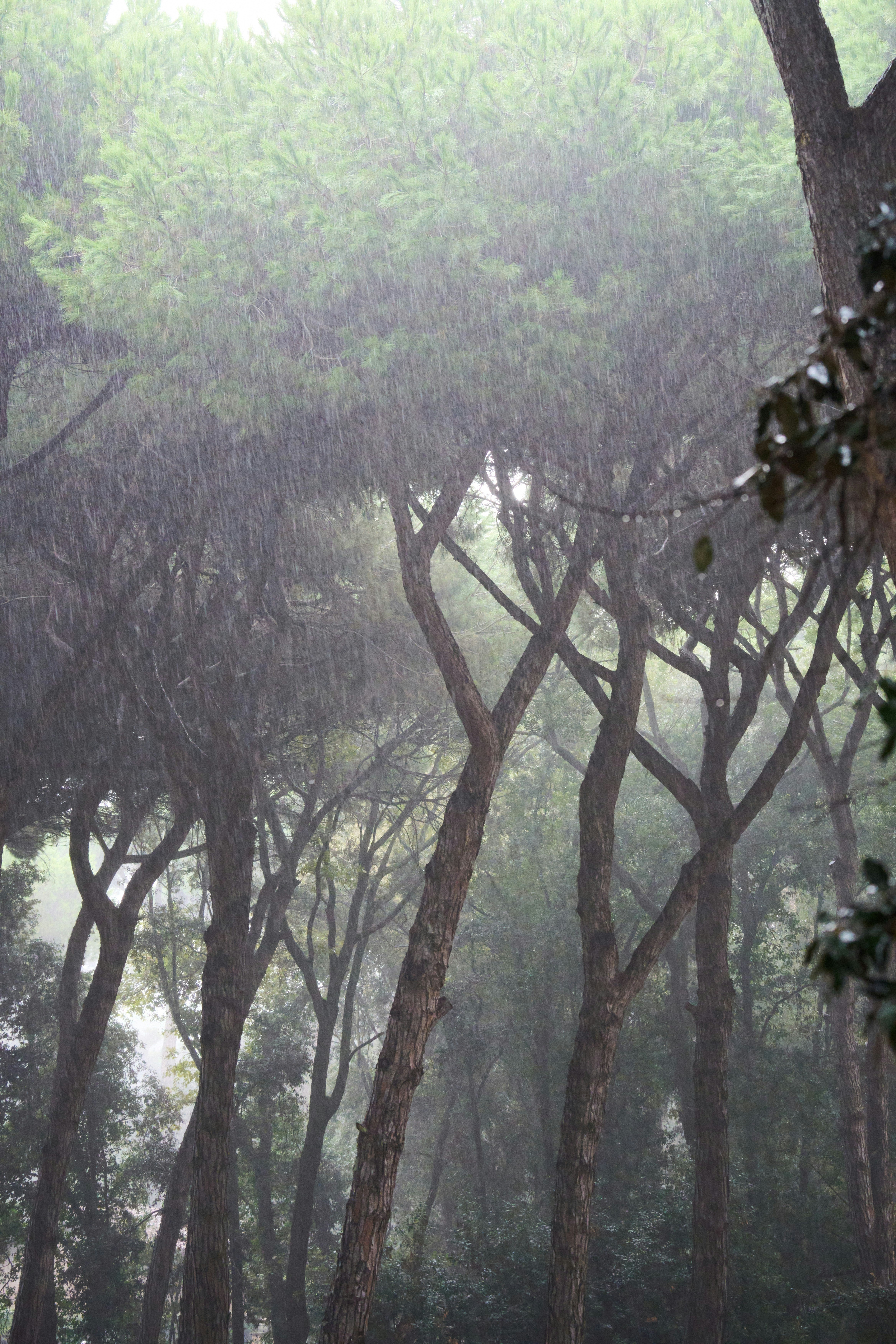 Photo by wolfgang_hasselmann