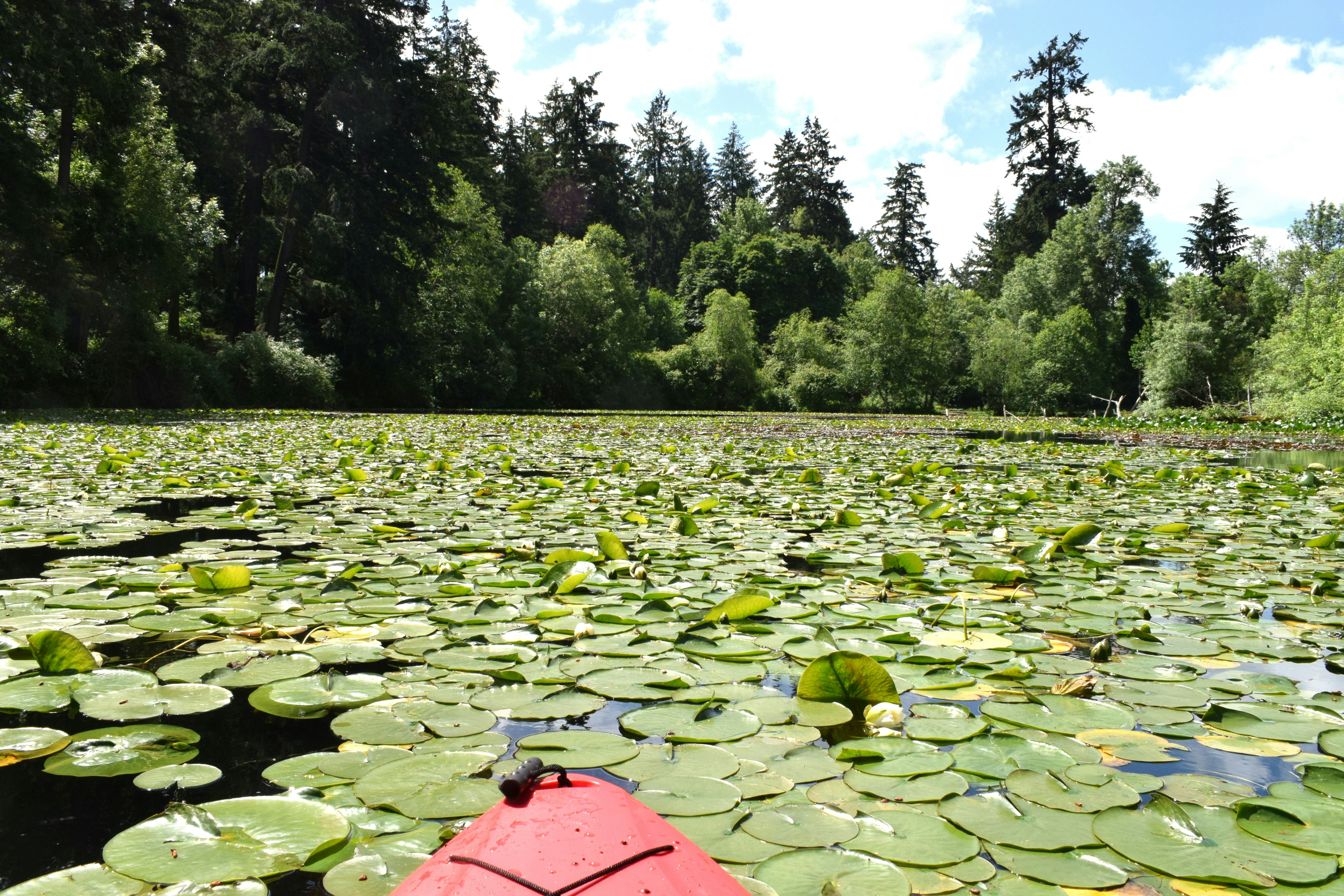 a red paddle boat floating on top of a lake filled with lily pads