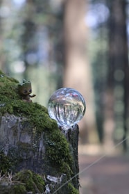 a bubble sitting on top of a tree stump