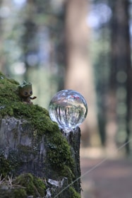 a bubble sitting on top of a tree stump