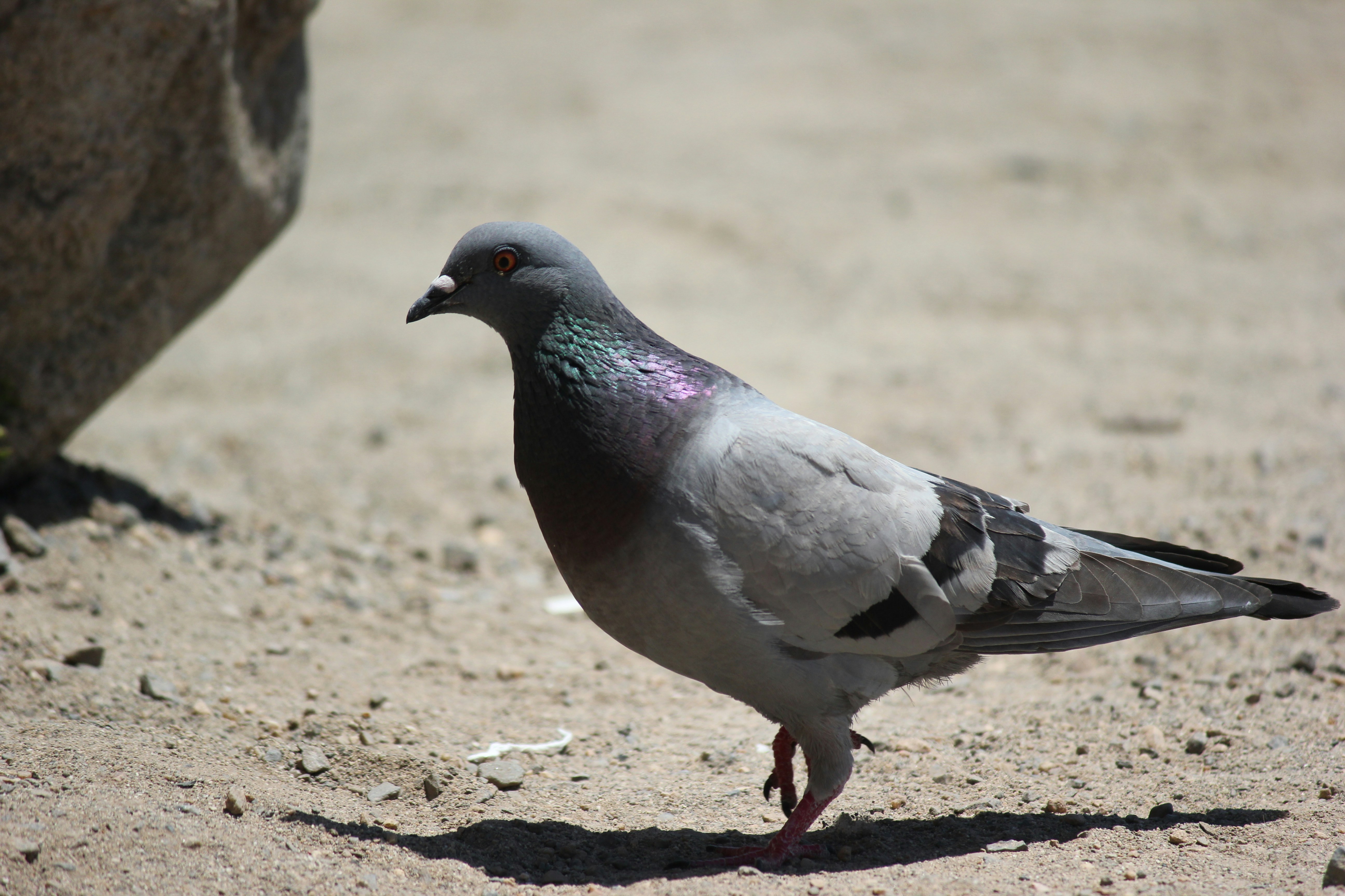 Photo by frolicsomefairy