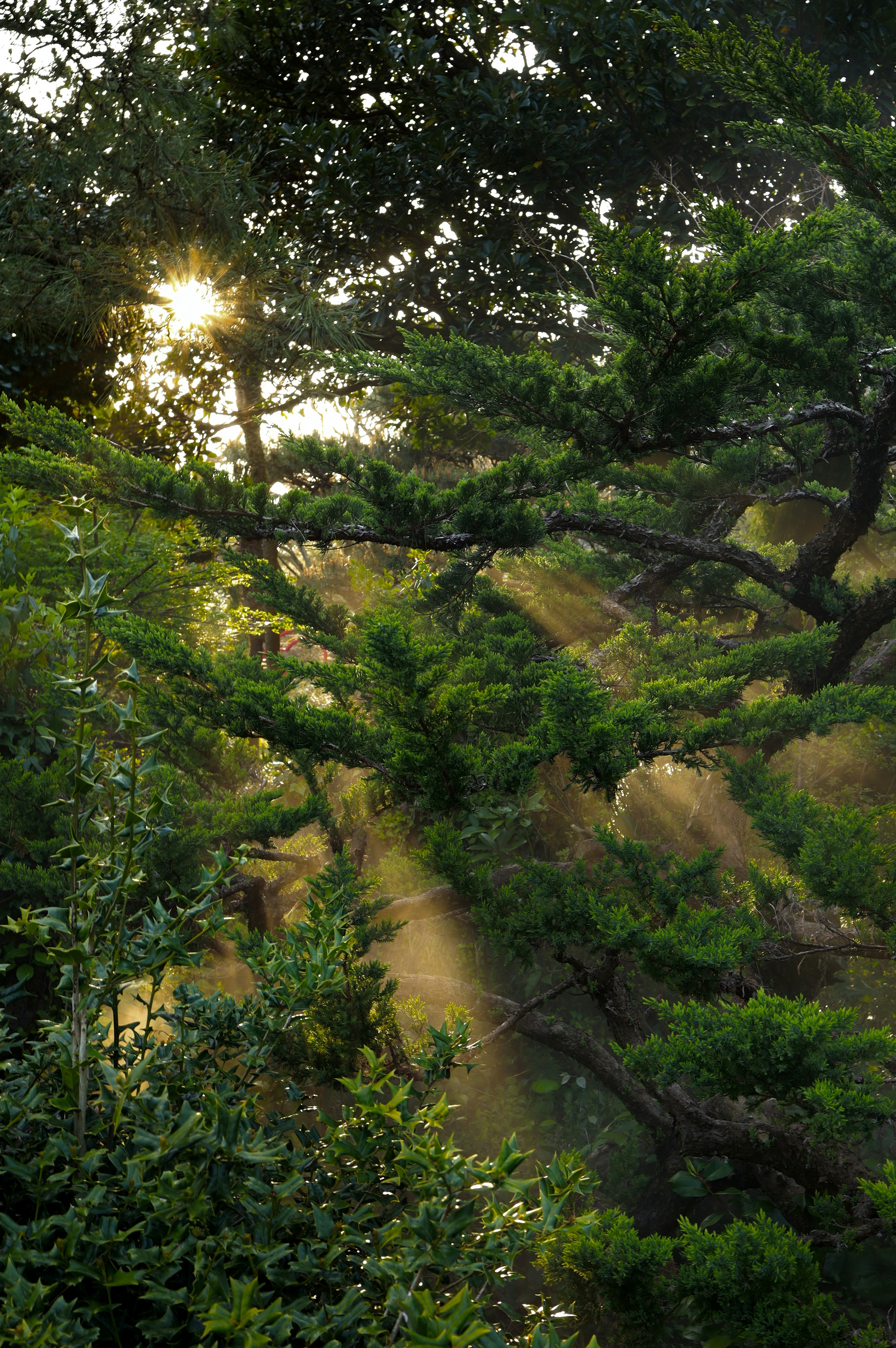the sun shines through the trees in the forest