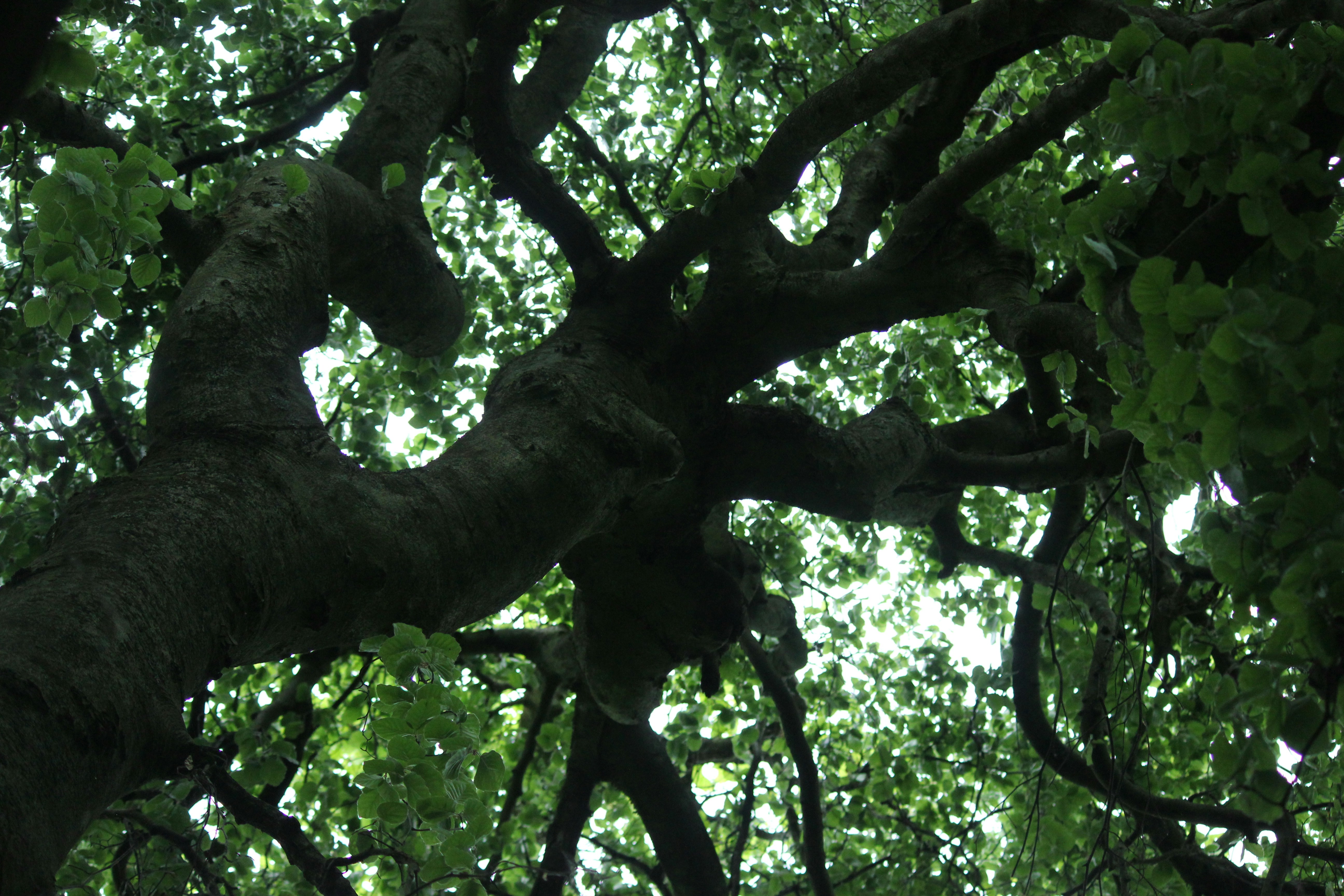 Photo by frolicsomefairy