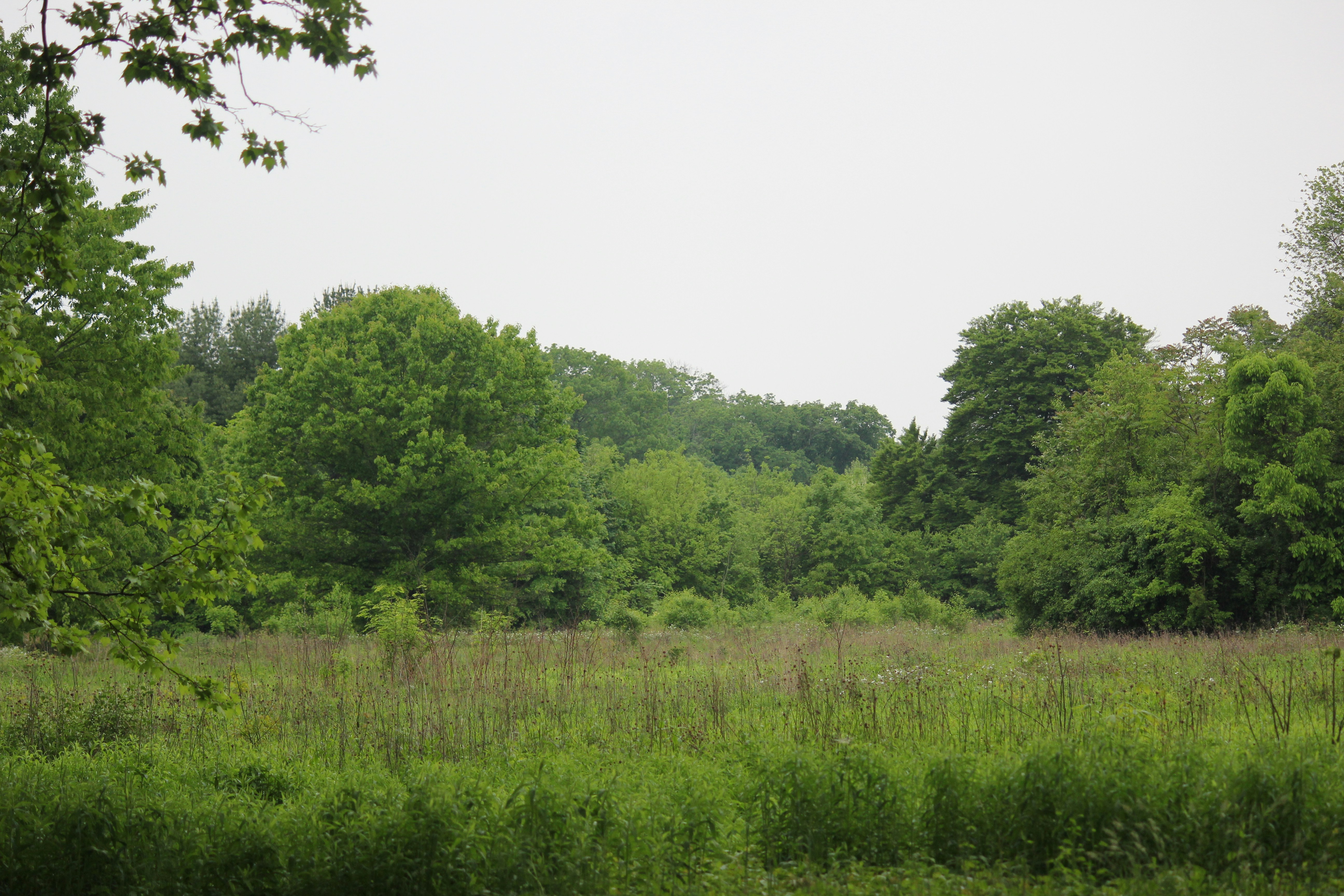 Photo by frolicsomefairy