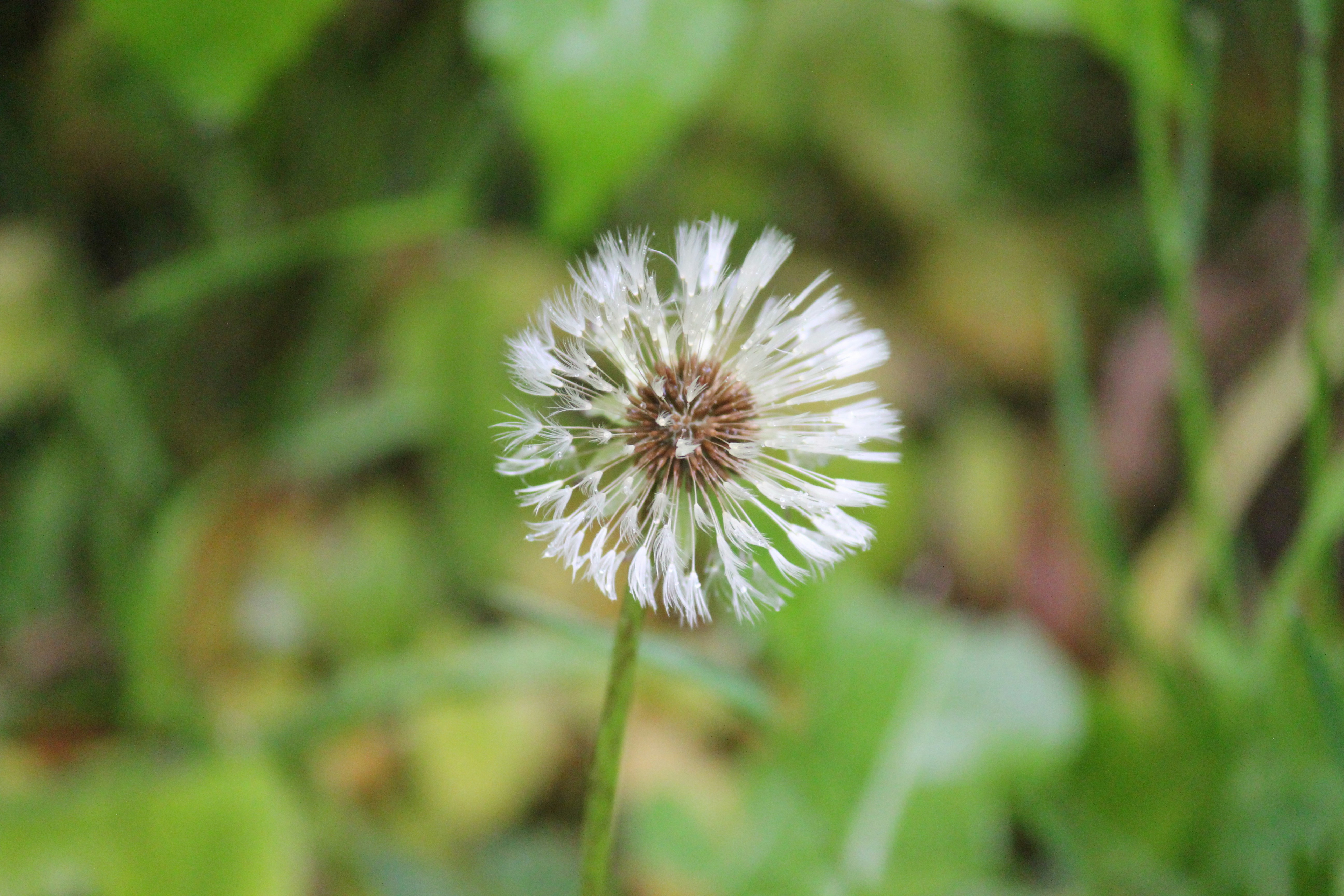 Photo by frolicsomefairy