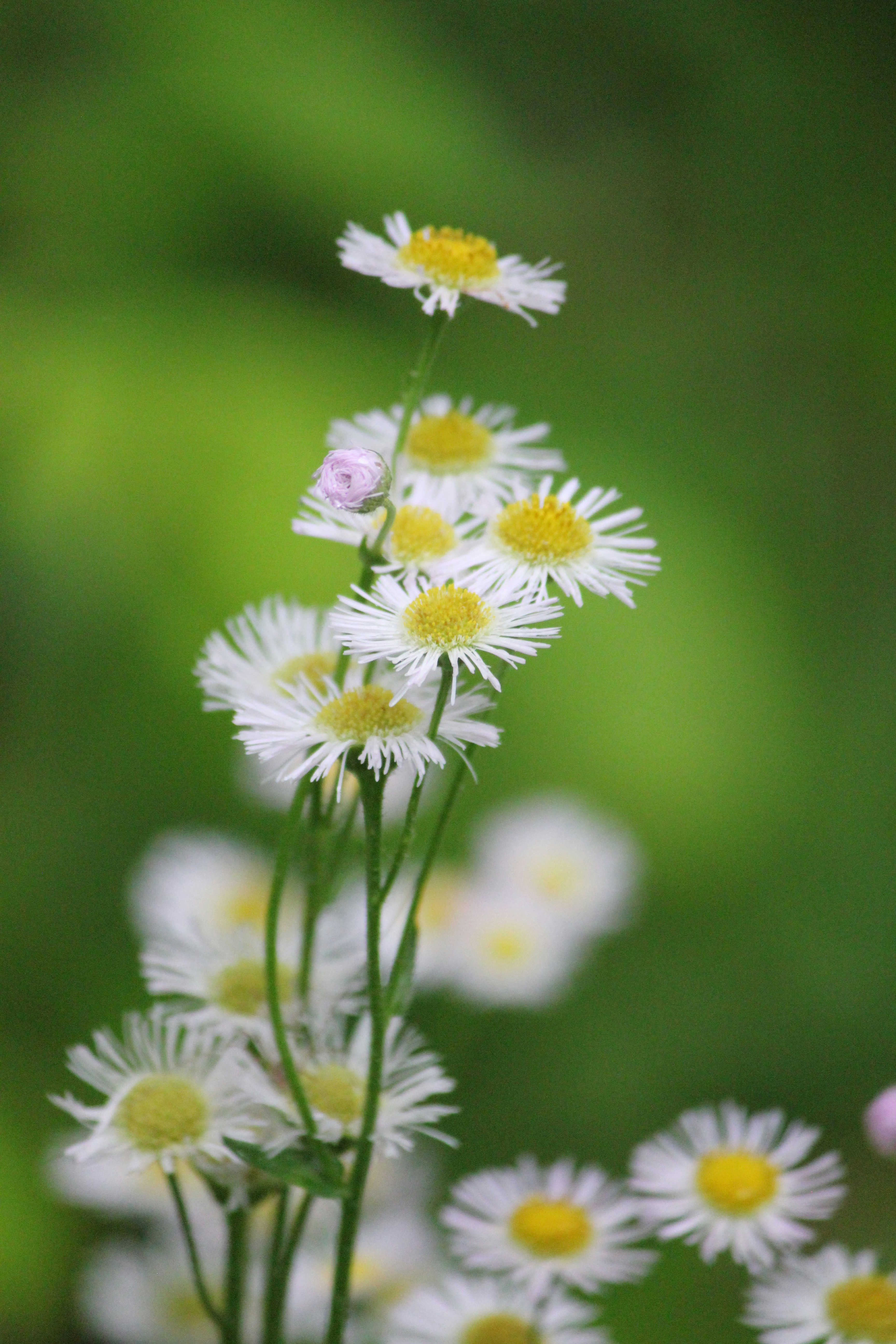 a bunch of white and yellow flowers in a vase