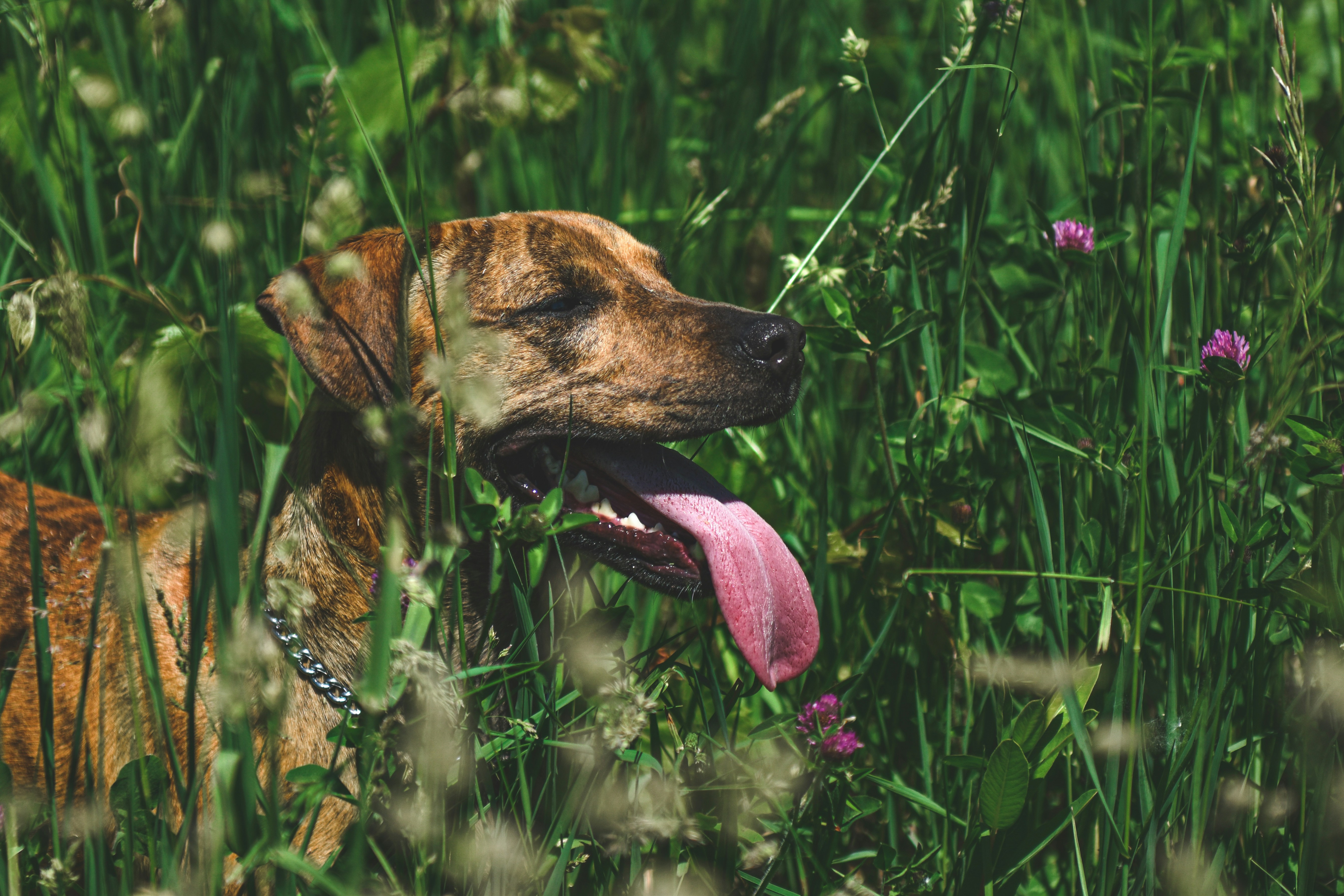 How Digging Reflects Your Dog’s Stomach Health