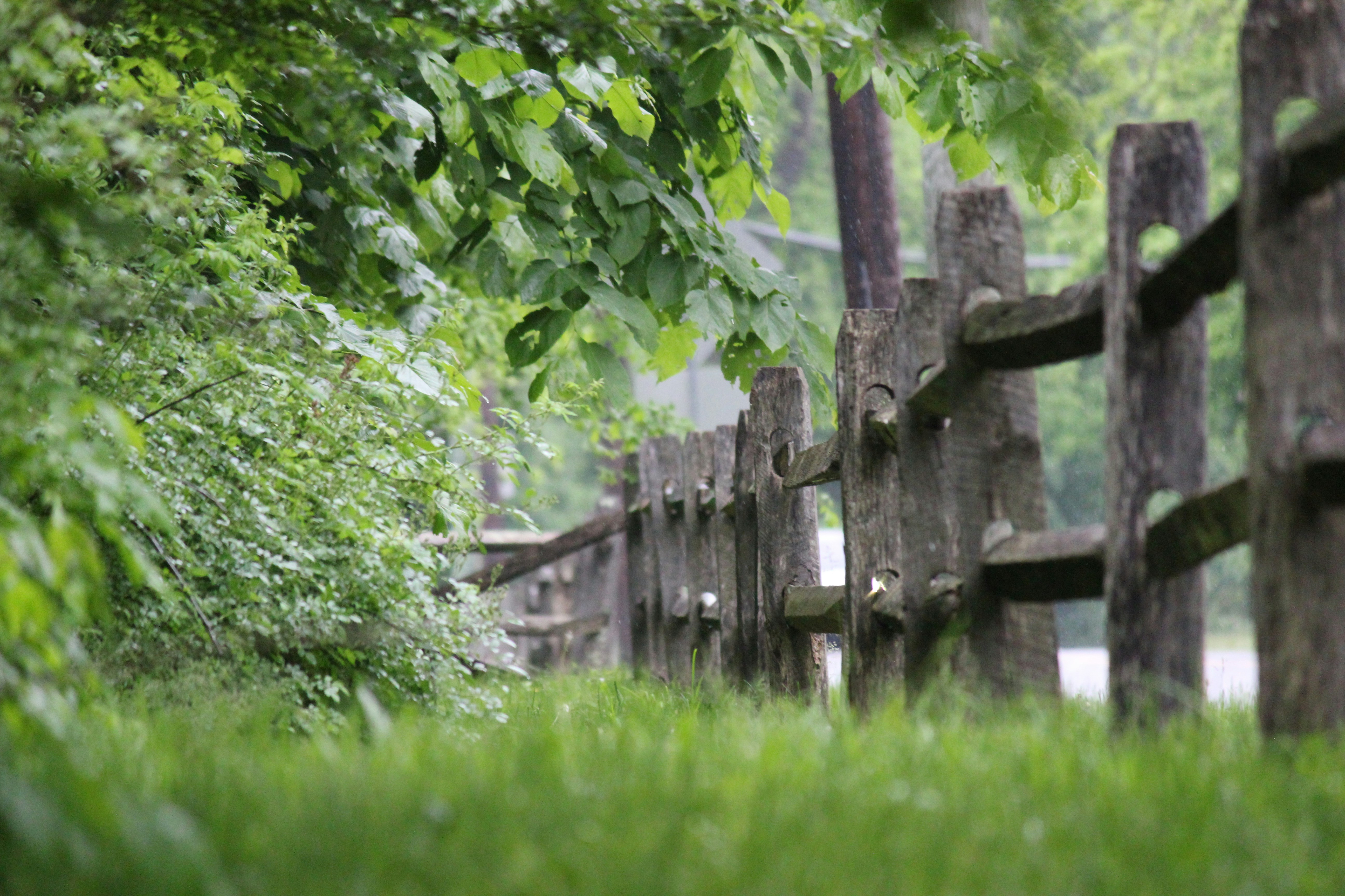 Photo by frolicsomefairy