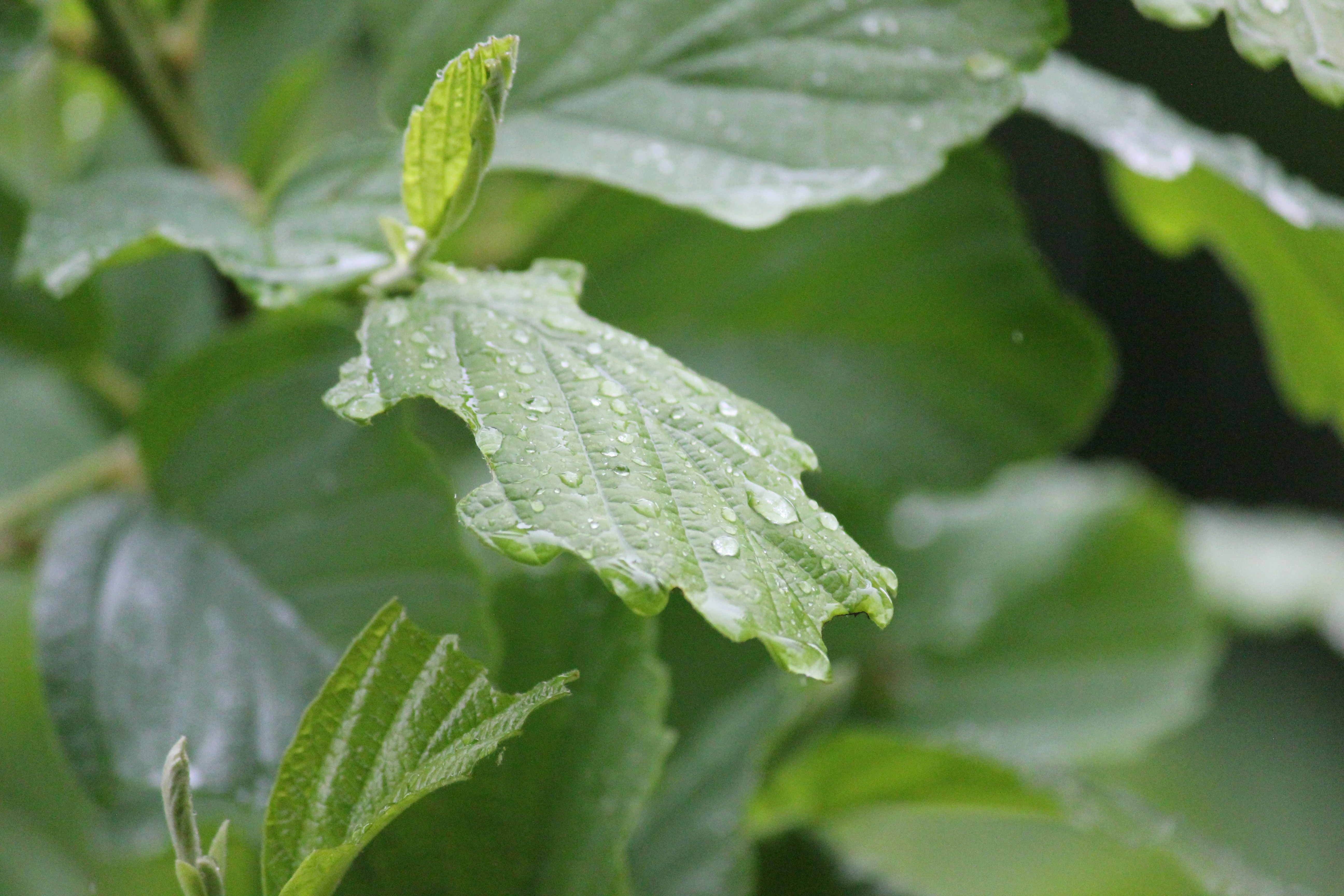 Photo by frolicsomefairy