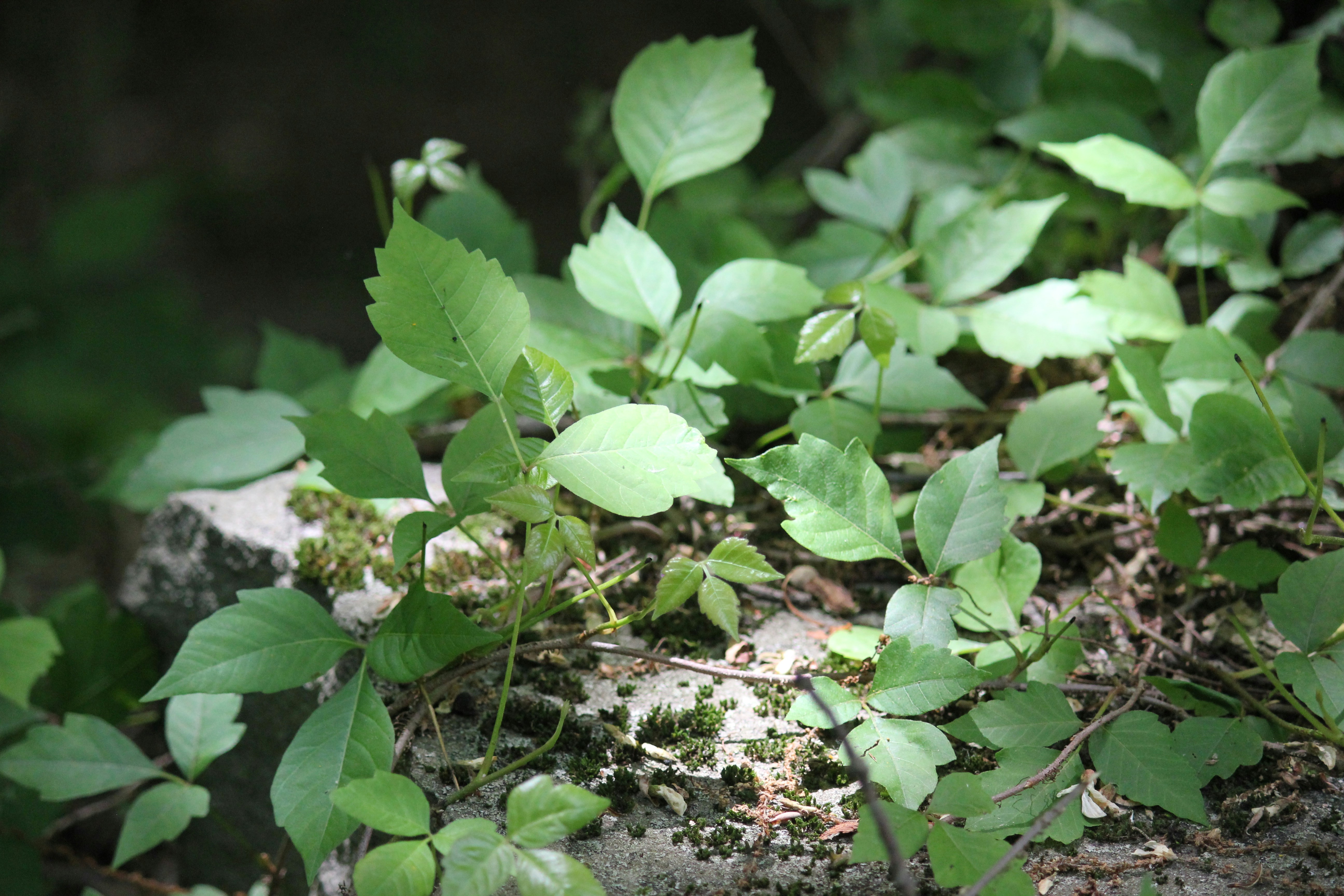 a close up of a plant growing on a rock
