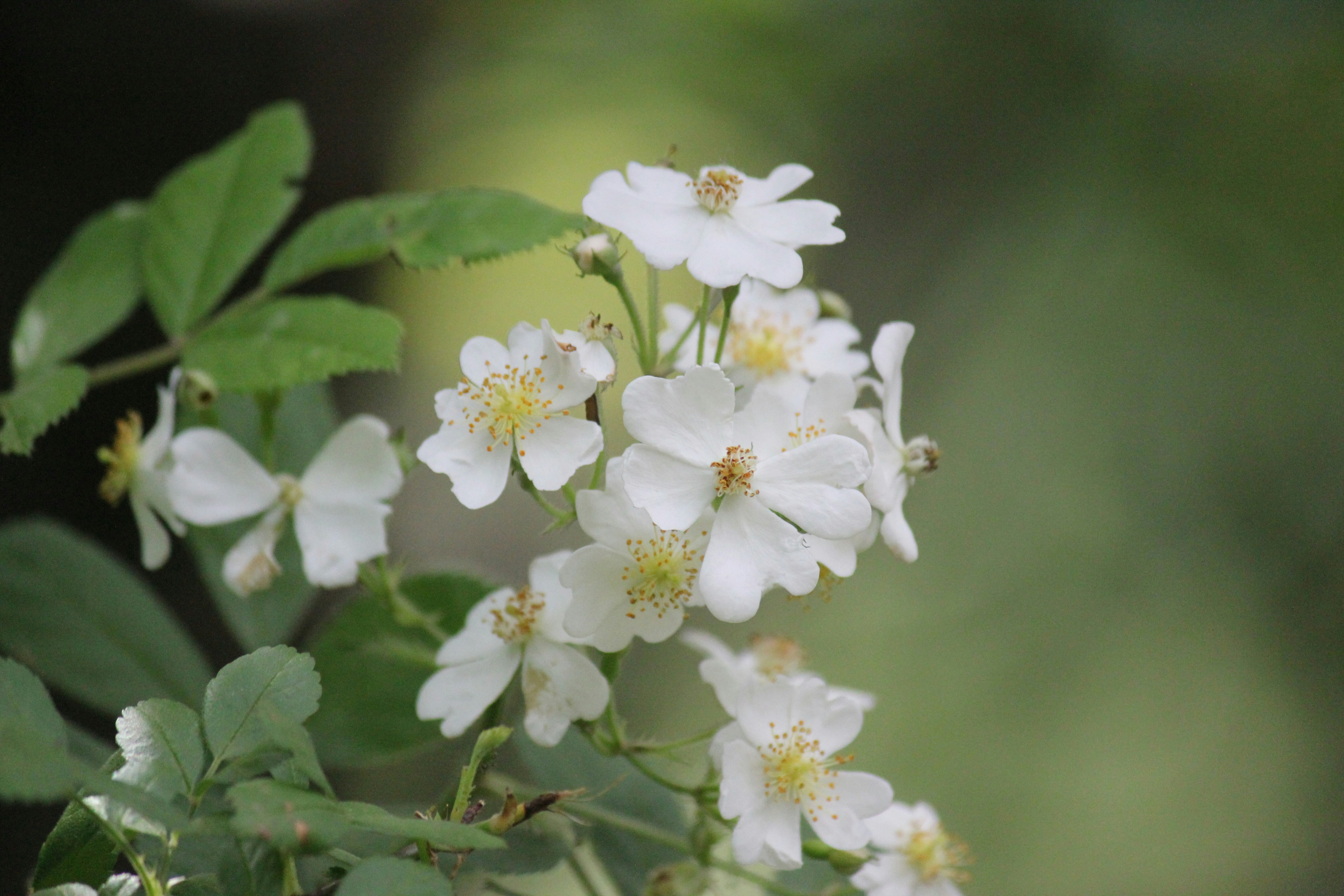 Photo by frolicsomefairy